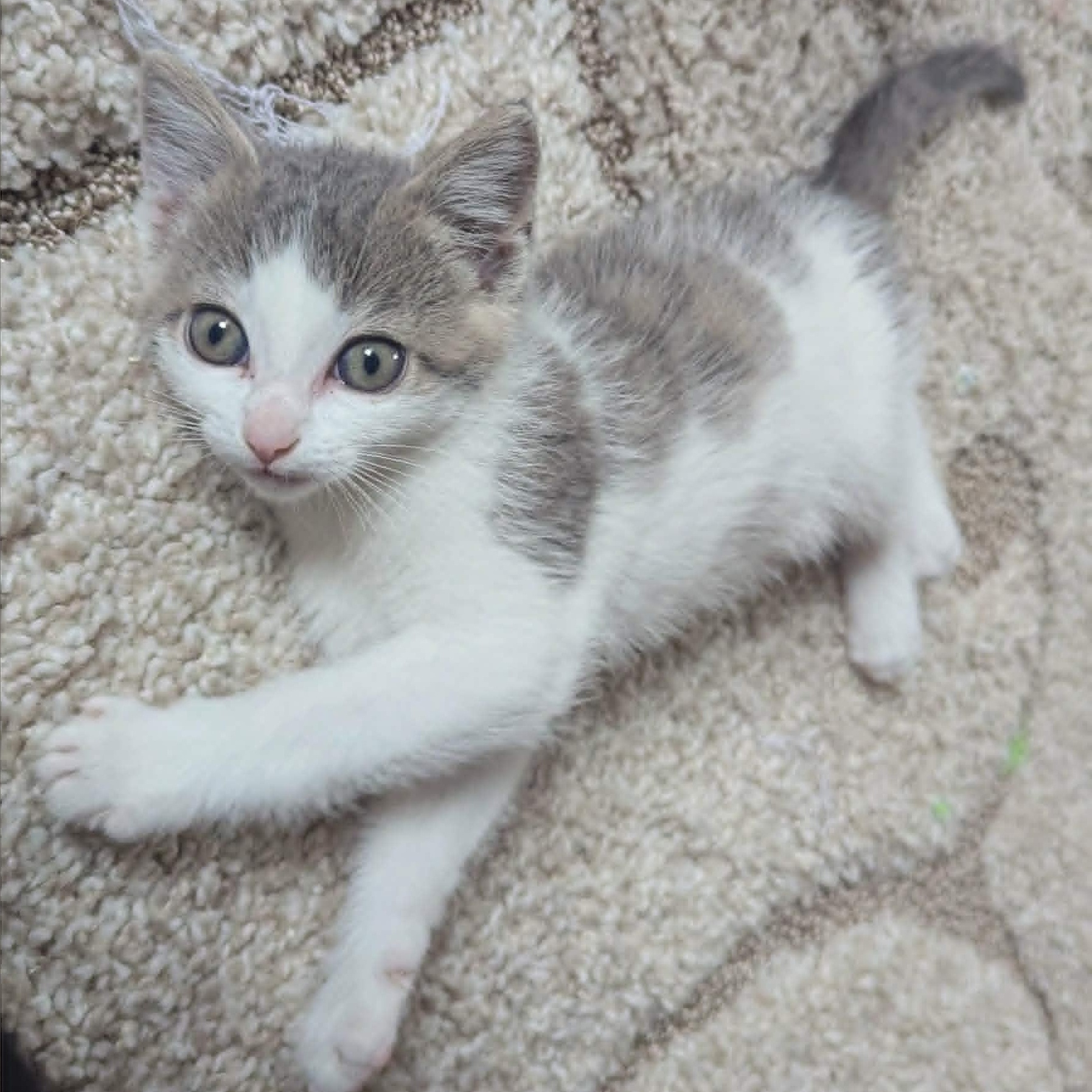 Marble, a Adoptable Domestic Short Hair in Little Falls, MN image 4/5