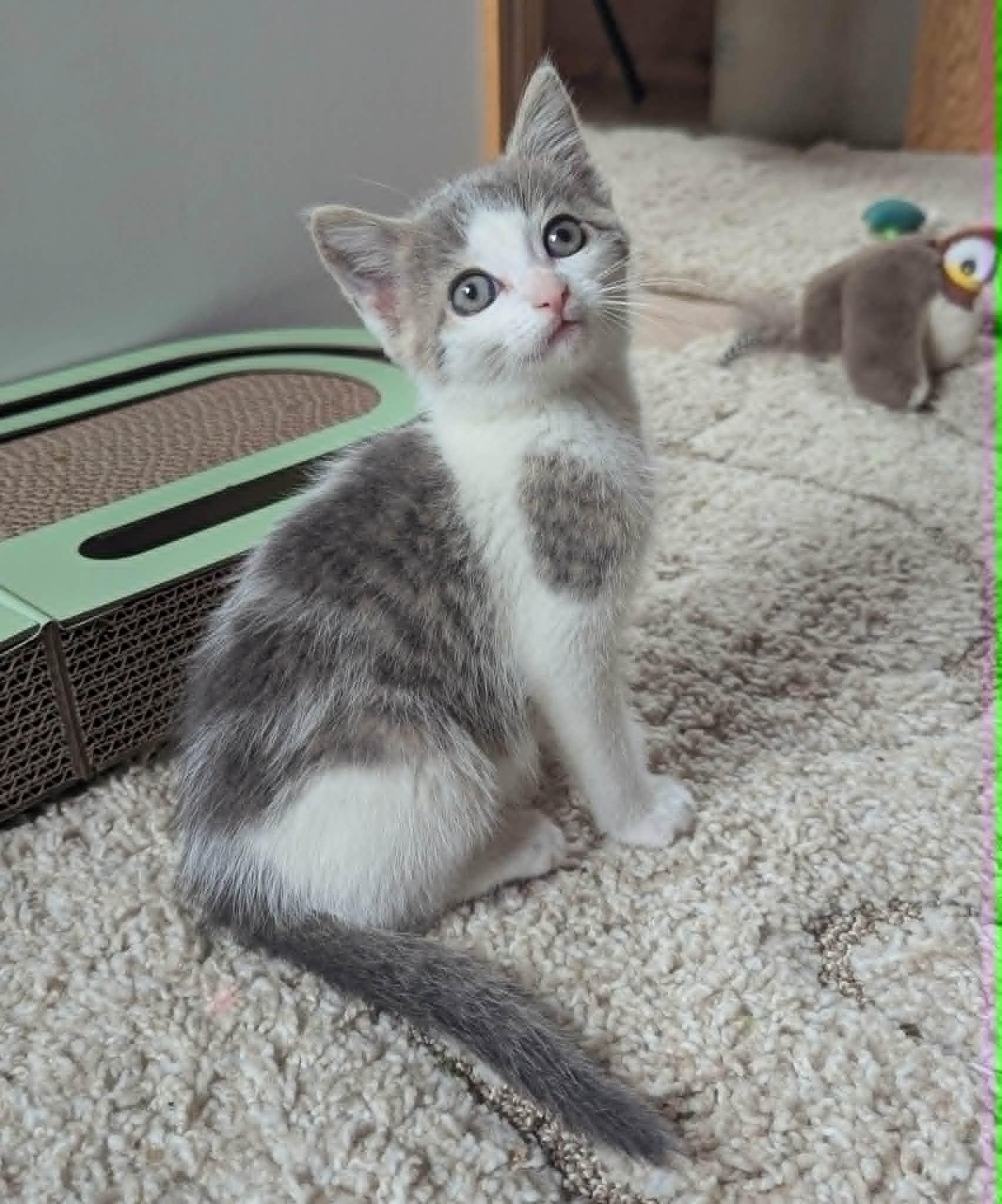 Marble, a Adoptable Domestic Short Hair in Little Falls, MN image 3/5