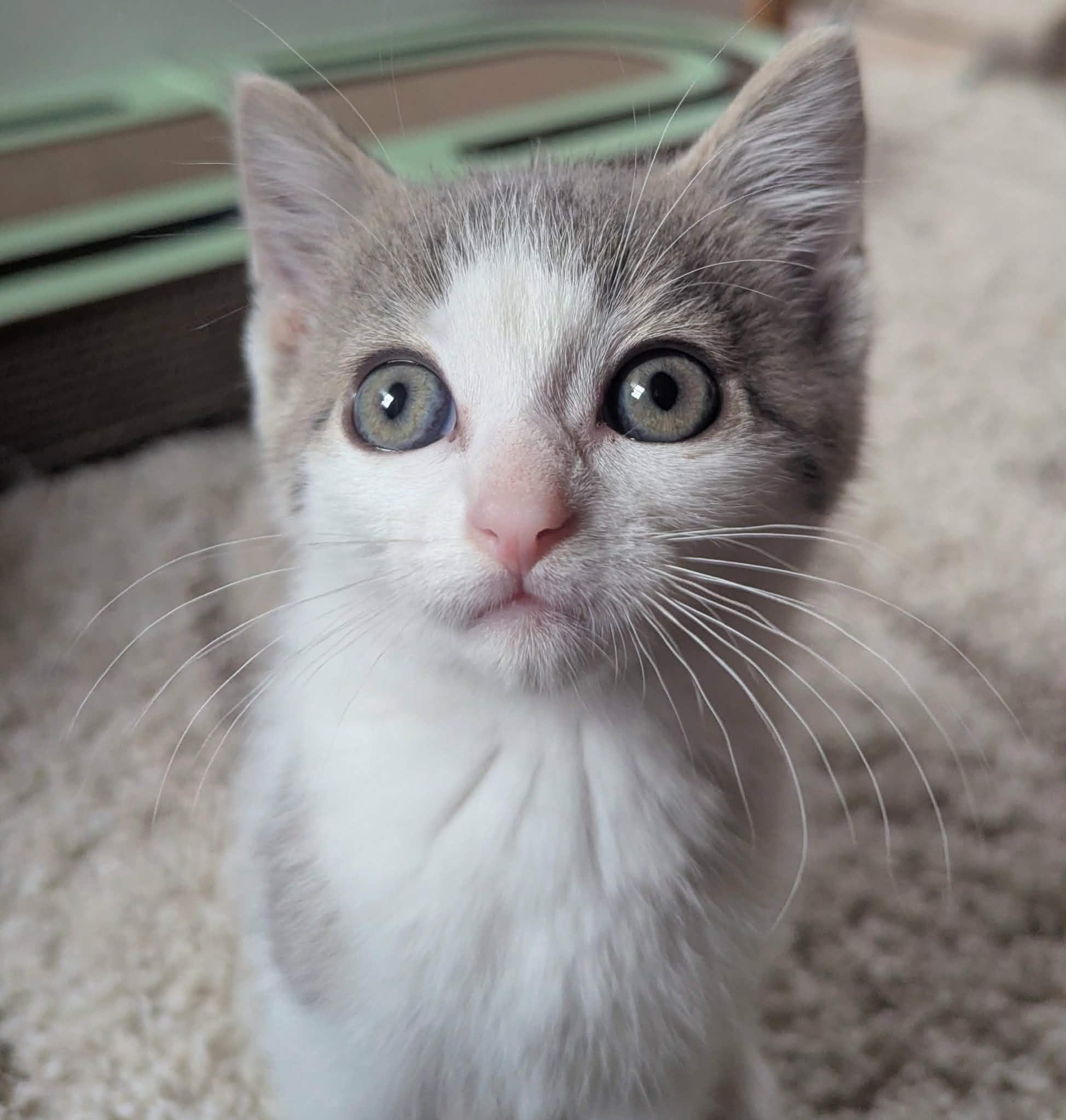 Marble, a Adoptable Domestic Short Hair in Little Falls, MN image 1/5