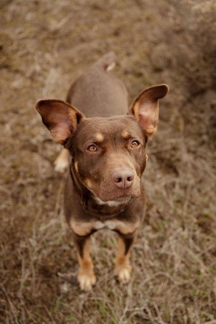 Talulah , ADOPTABLE, Adult Female Australian Cattle Dog / Blue Heeler & Mixed Breed.