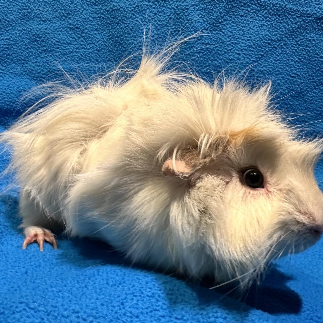 Dove, Adoptable, Young Male Guinea Pig.