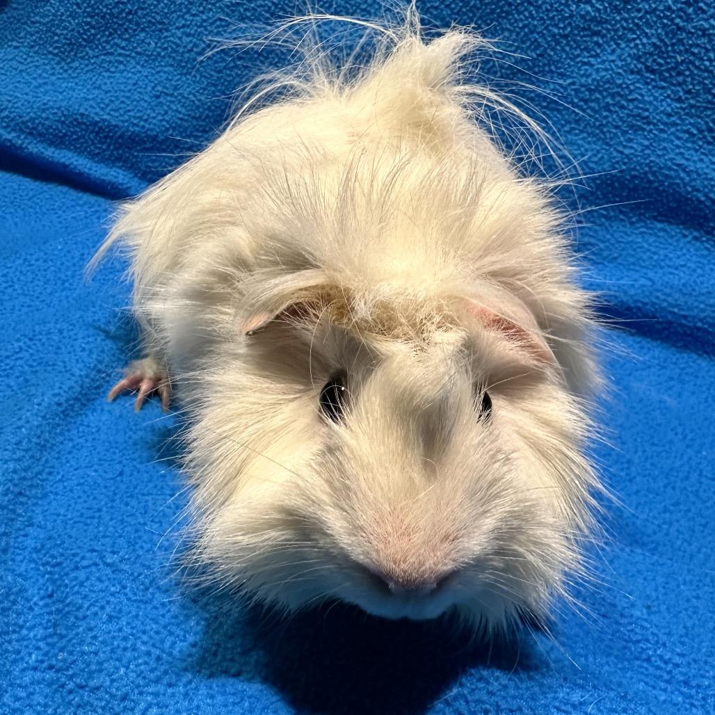 Enlarge Dove, a Adoptable Guinea Pig in Decatur, GA image 2/4