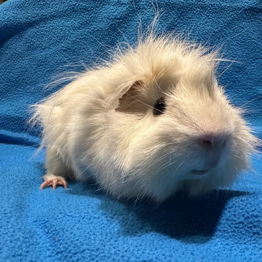 Enlarge Dove, a Adoptable Guinea Pig in Decatur, GA image 3/4