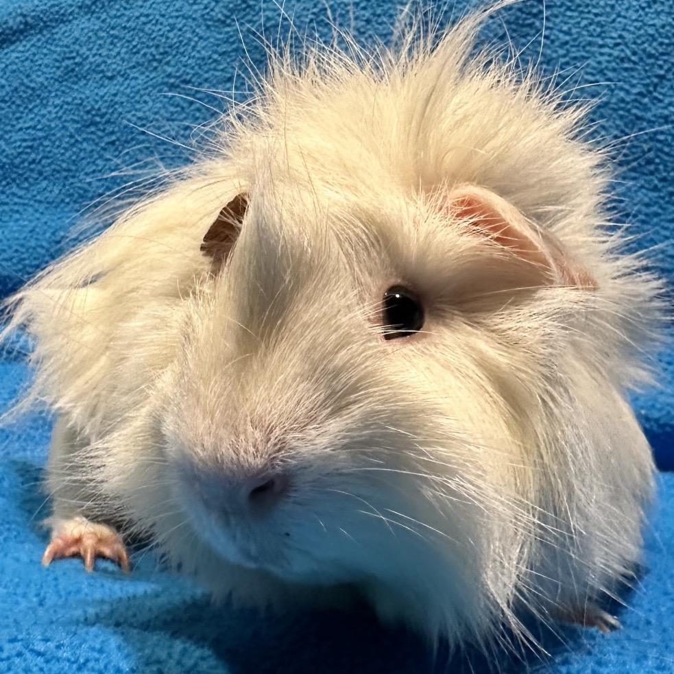 Enlarge Dove, a Adoptable Guinea Pig in Decatur, GA image 4/4
