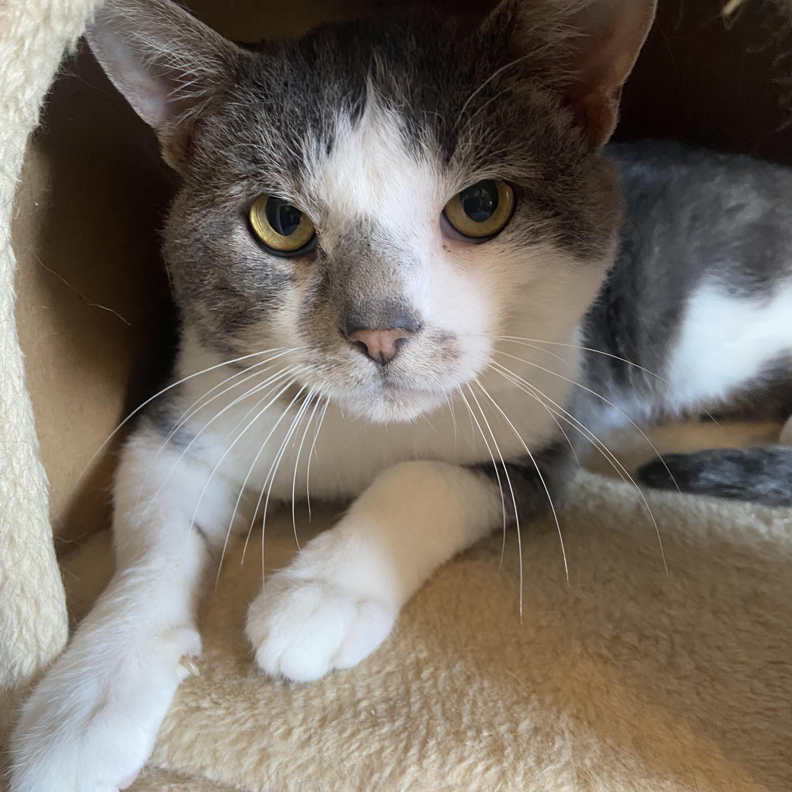 Skippy , Adoptable, Adult Male Domestic Short Hair.