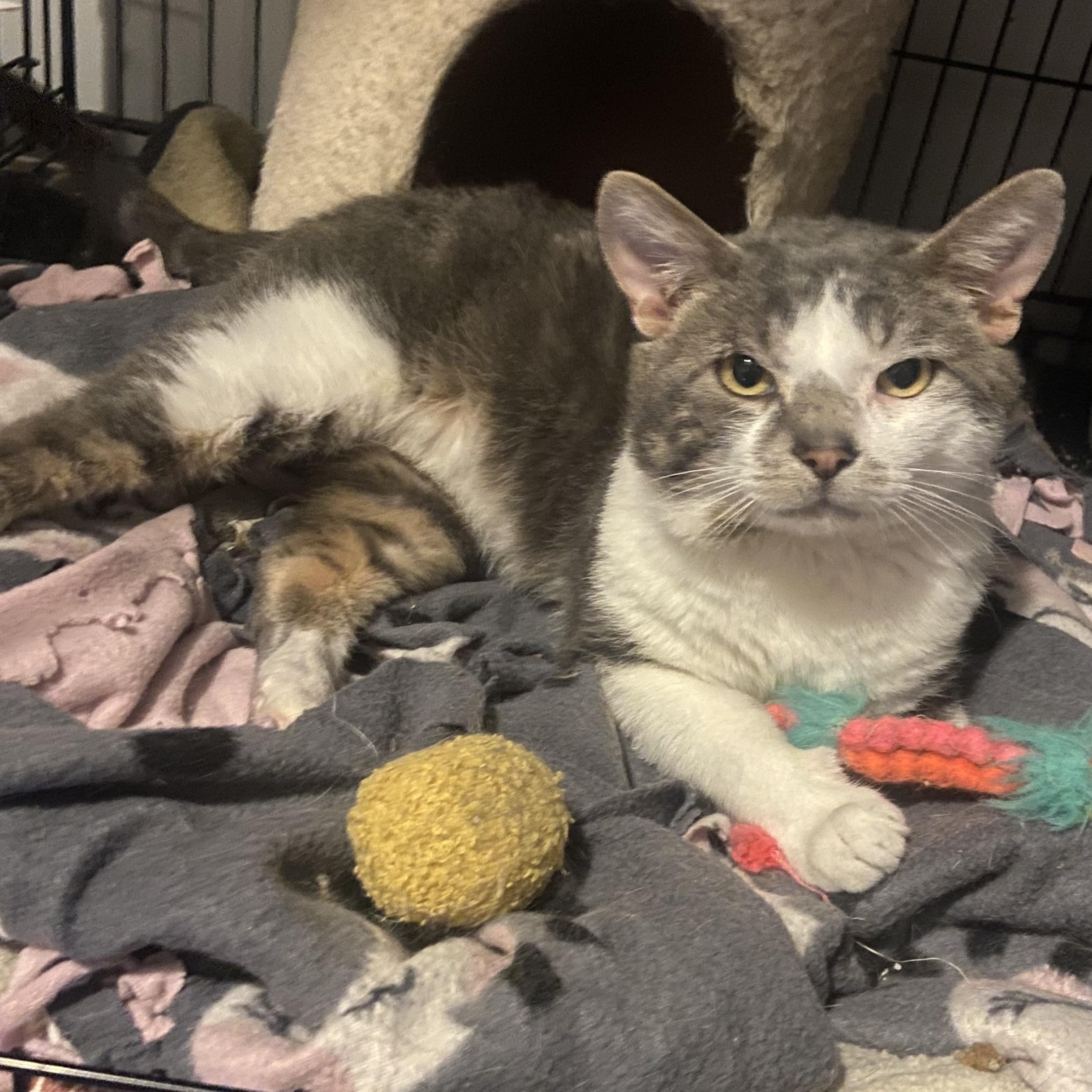 Enlarge Skippy , a Adoptable Domestic Short Hair in Saint Francis, MN image 2/4