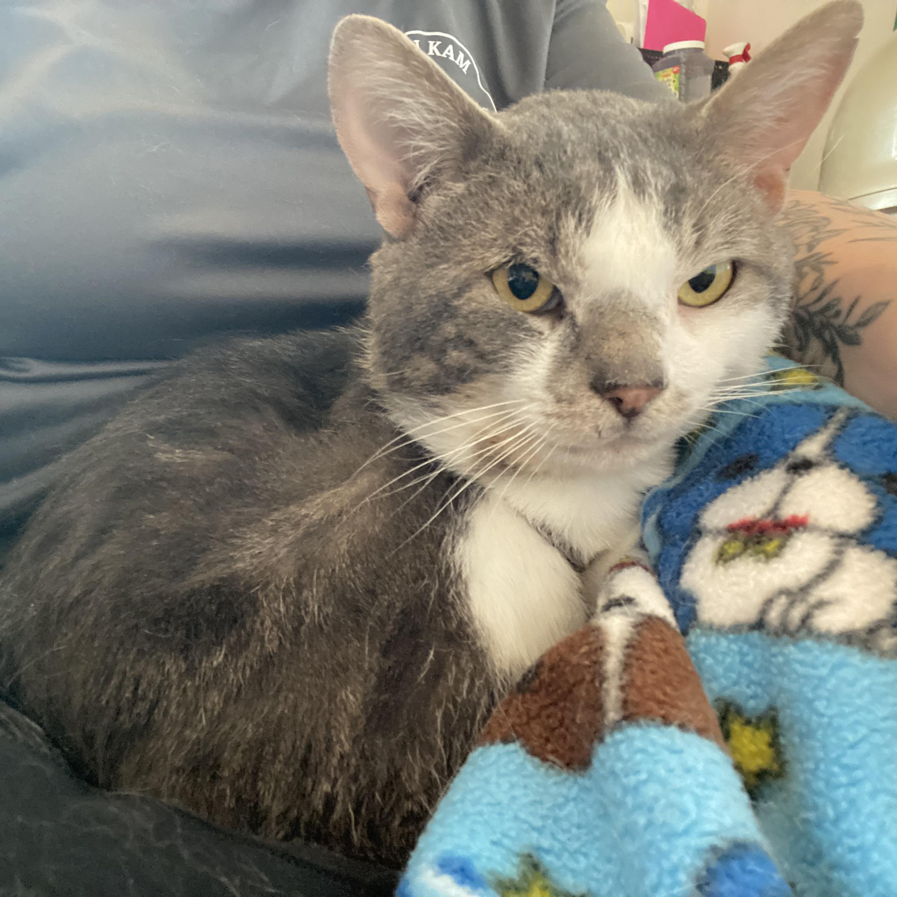 Enlarge Skippy , a Adoptable Domestic Short Hair in Saint Francis, MN image 4/4