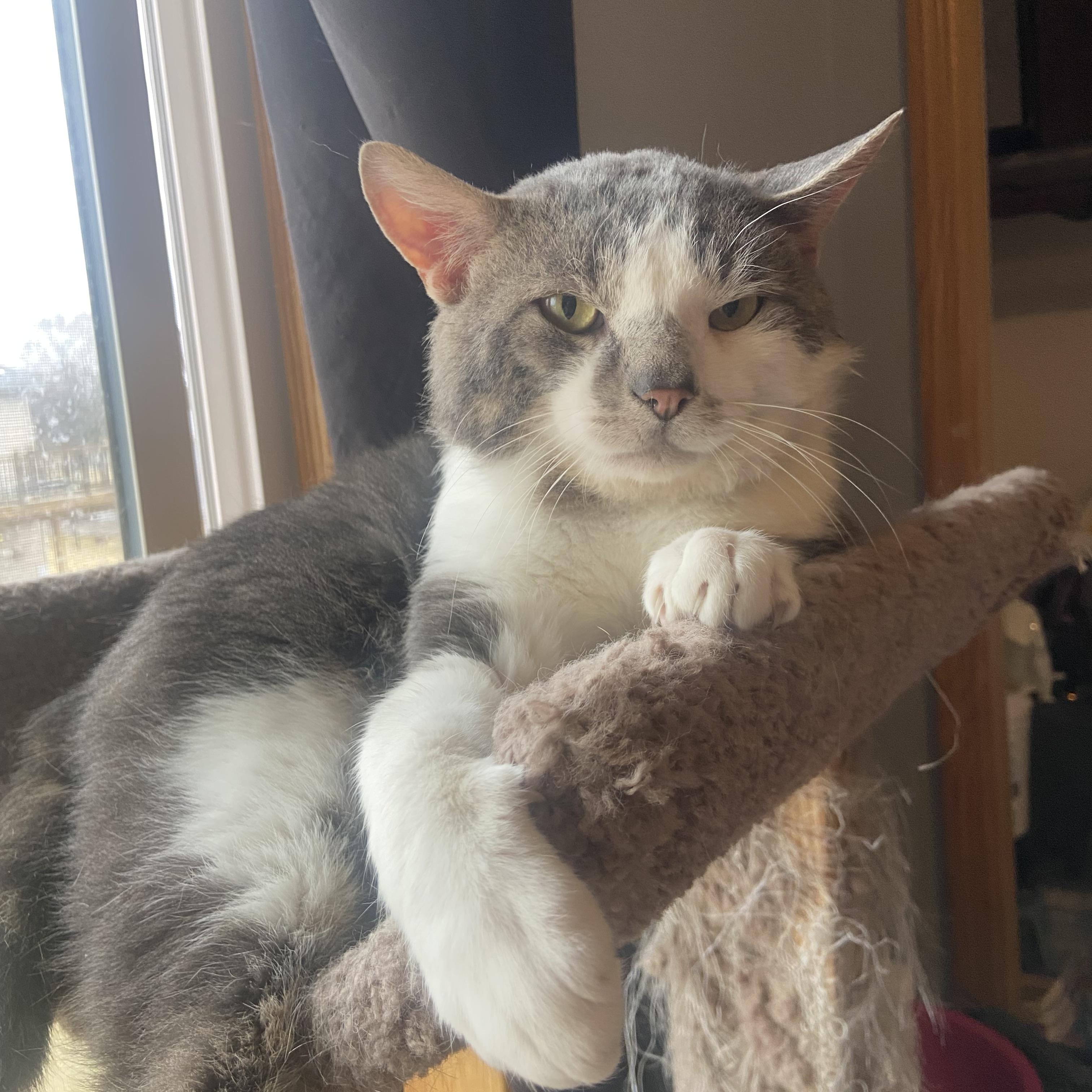 Enlarge Skippy , a Adoptable Domestic Short Hair in Saint Francis, MN image 3/4