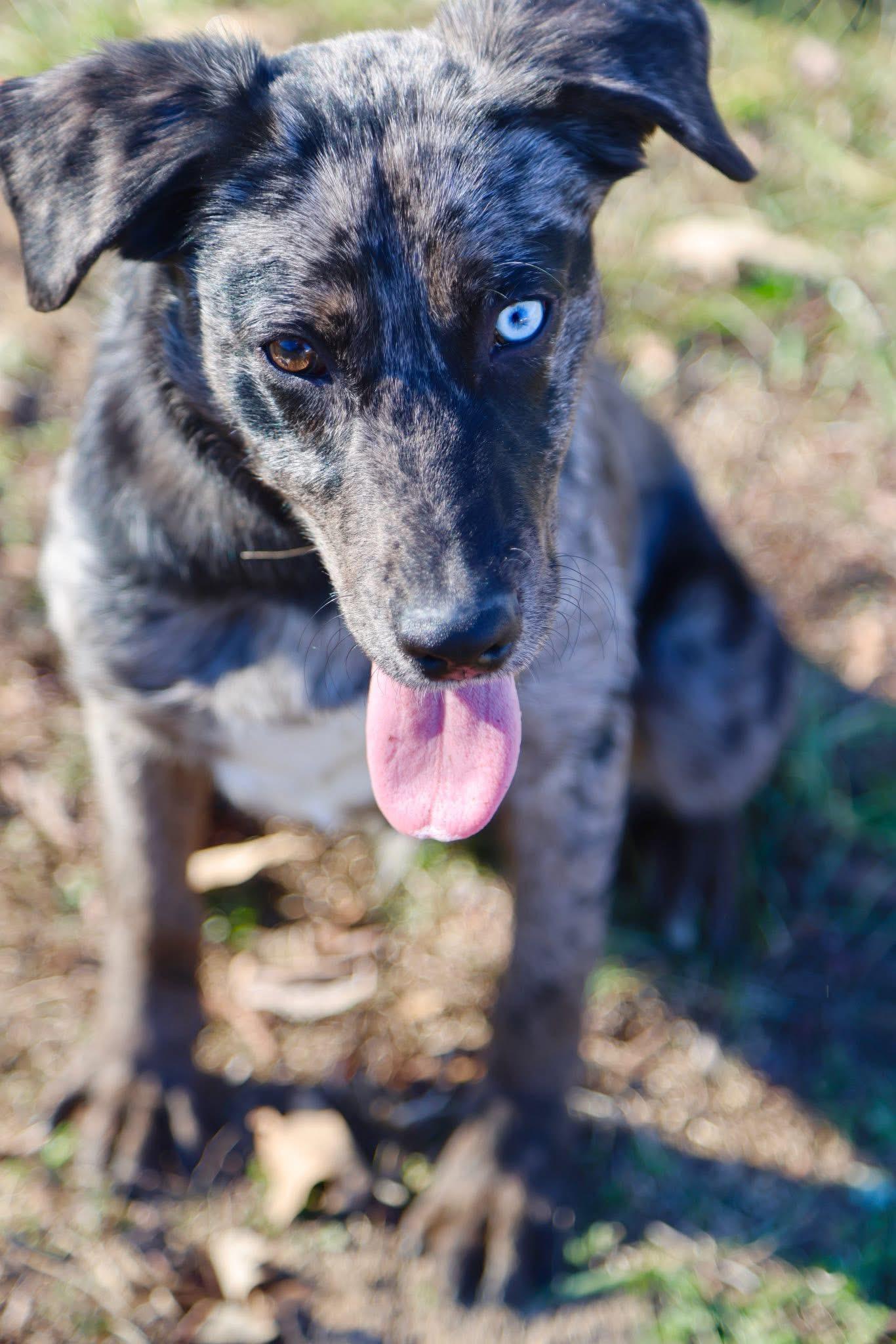 Oreo, ADOPTABLE, Young Male Catahoula Leopard Dog.