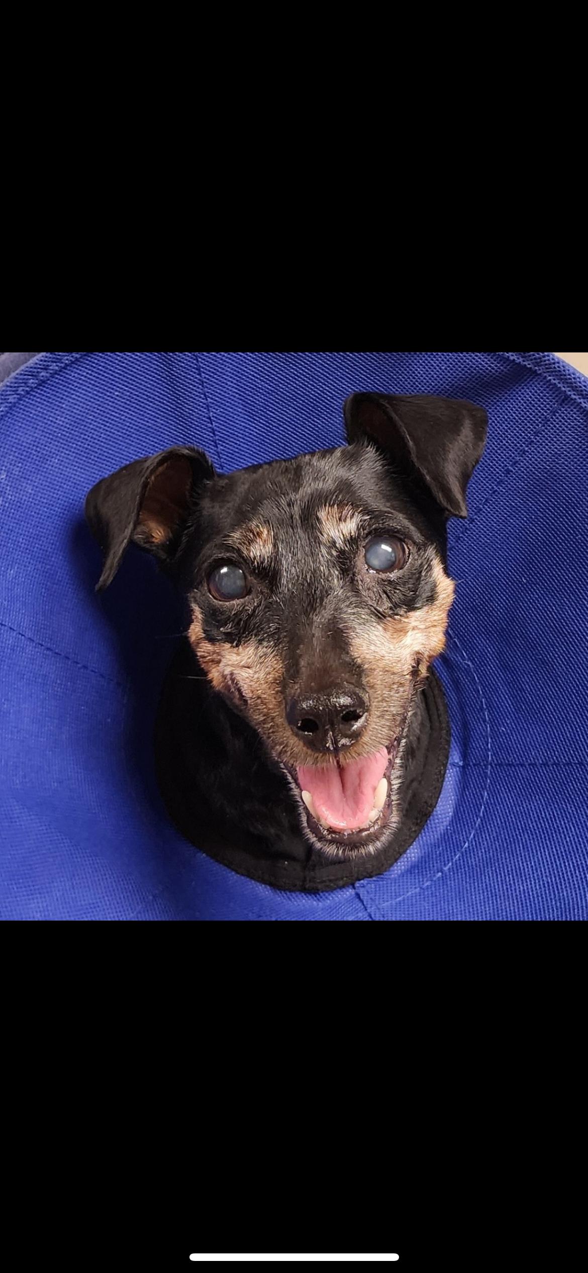 Lady, an adoptable Miniature Pinscher in Powell Butte, OR, 97753 | Photo Image 1