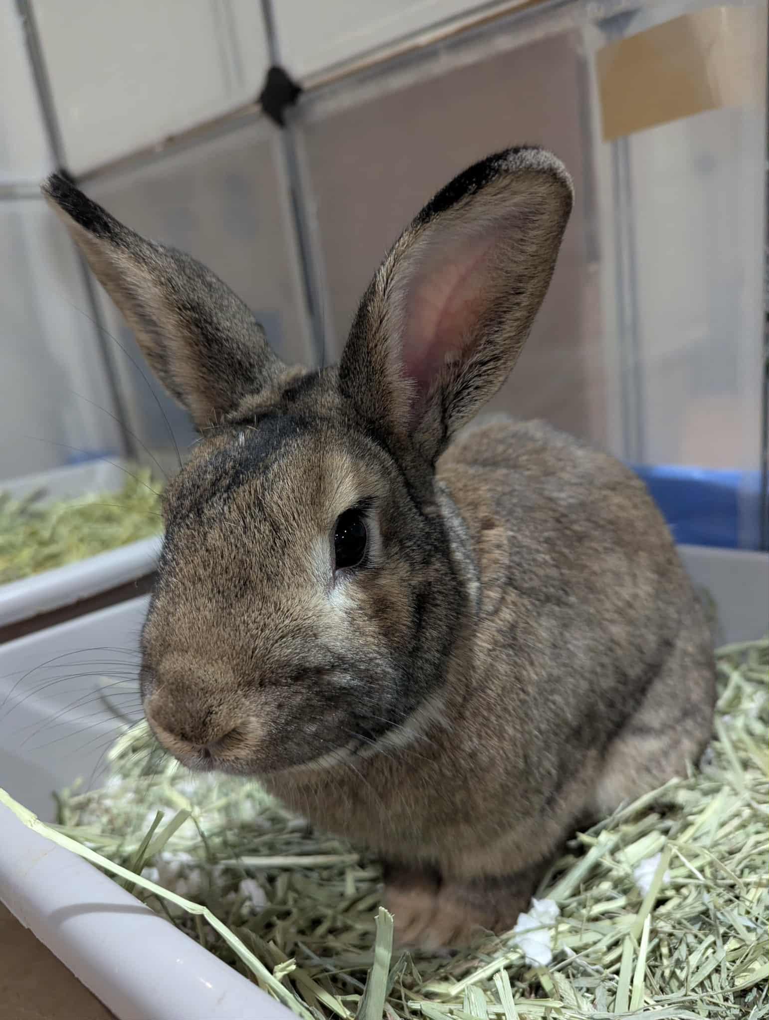 Enlarge Duke, a Adoptable Bunny Rabbit in Forest Hills, NY image 1/6