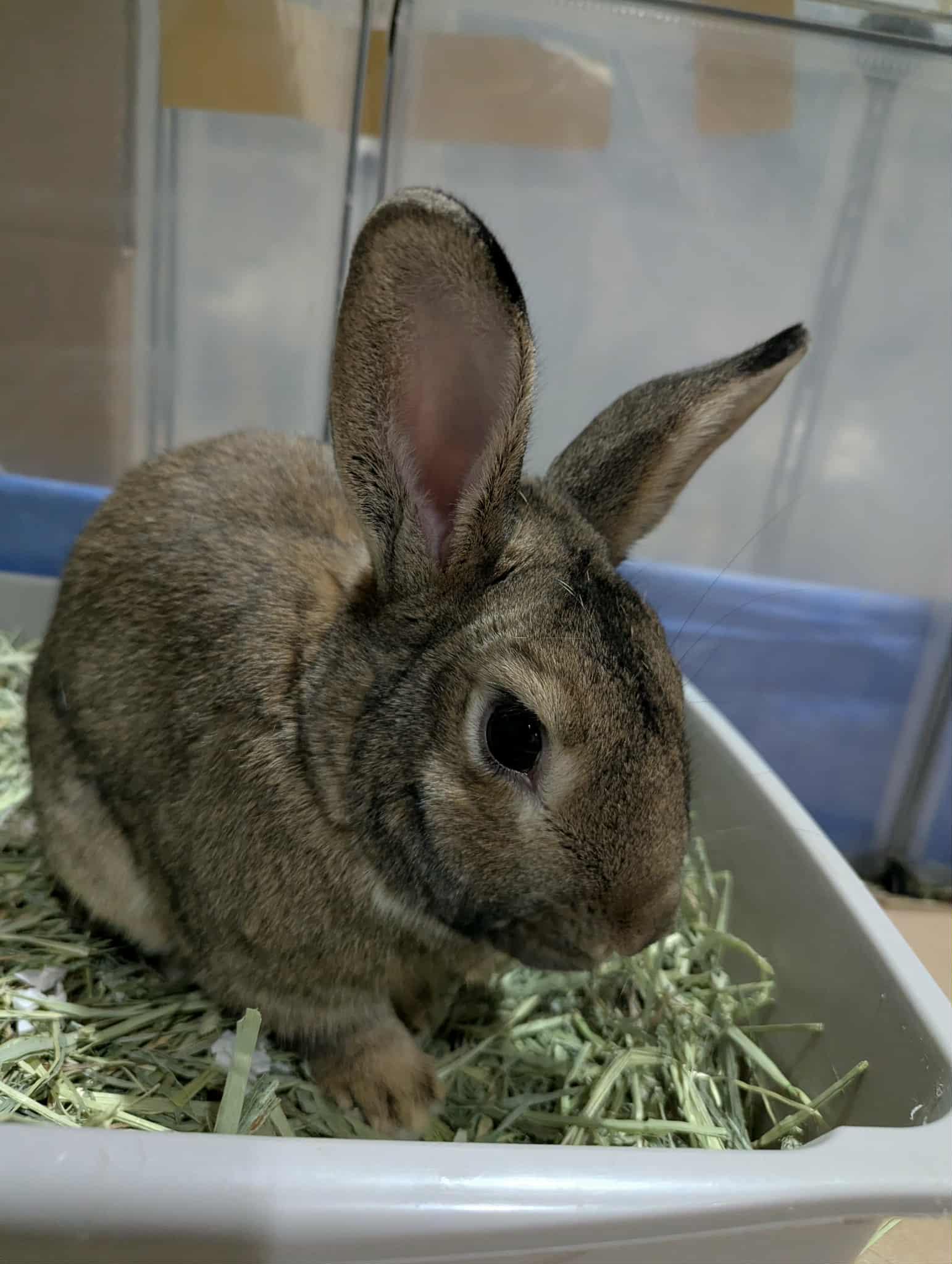 Enlarge Duke, a Adoptable Bunny Rabbit in Forest Hills, NY image 4/6