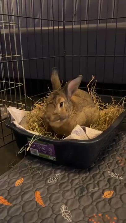Enlarge Duke, a Adoptable Bunny Rabbit in Forest Hills, NY video 6/6