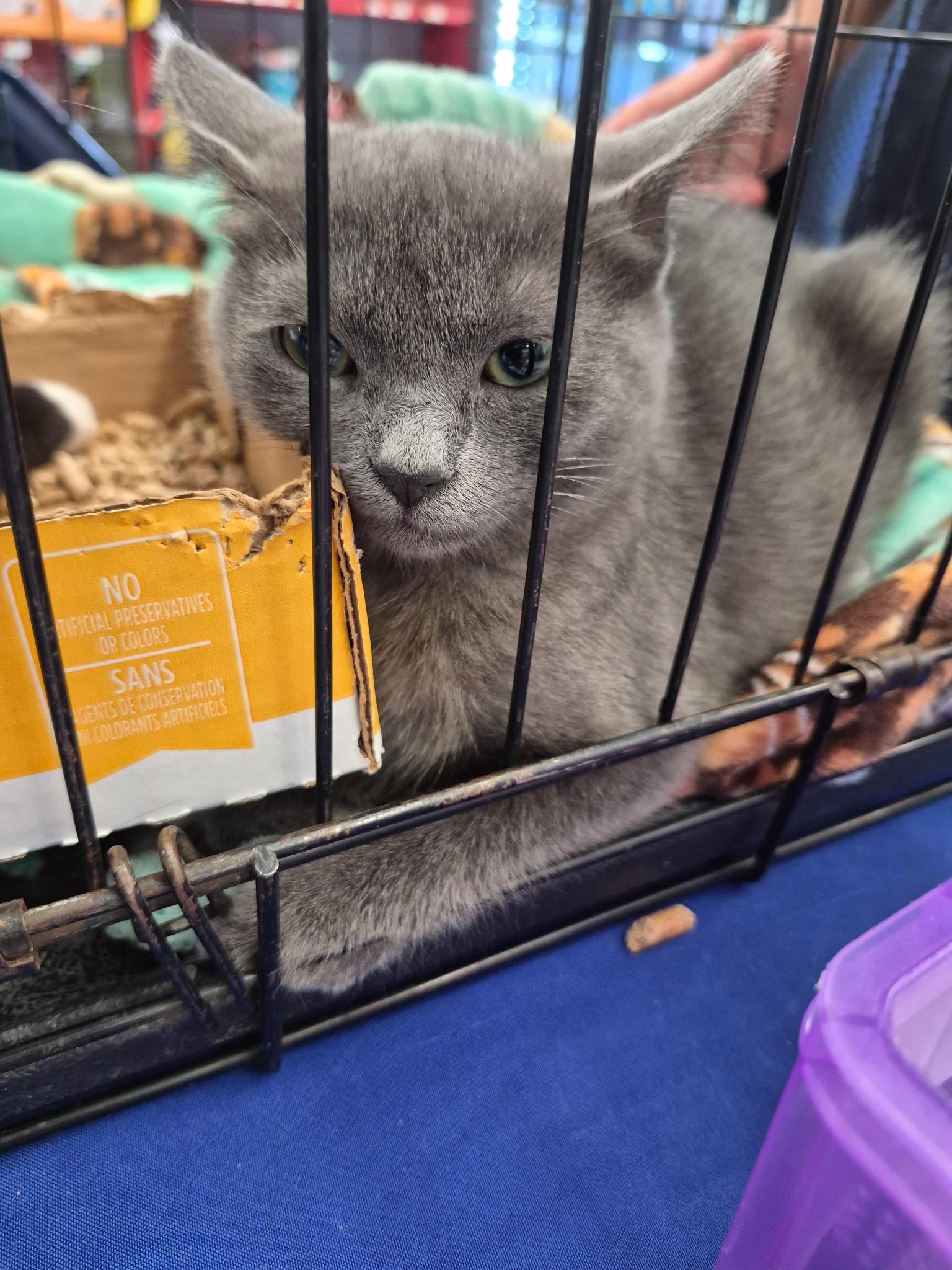 Mia, Adopted, Kitten Female Domestic Short Hair.