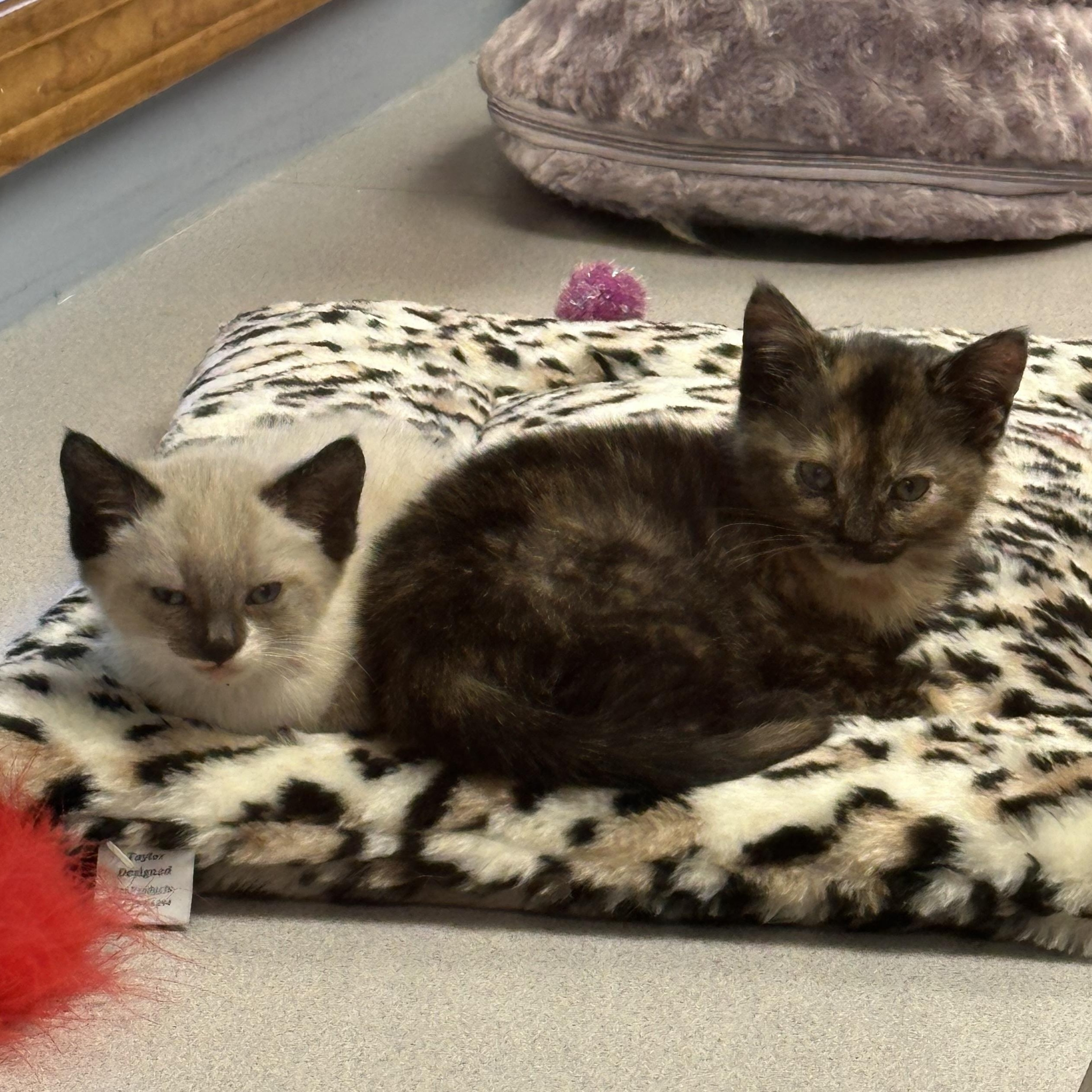 Munchkin, a Adopted Domestic Short Hair in Monson, MA image 2/2