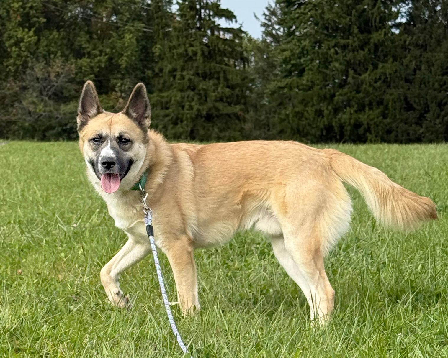 Renegade, Adoptable, Adult Male Husky.