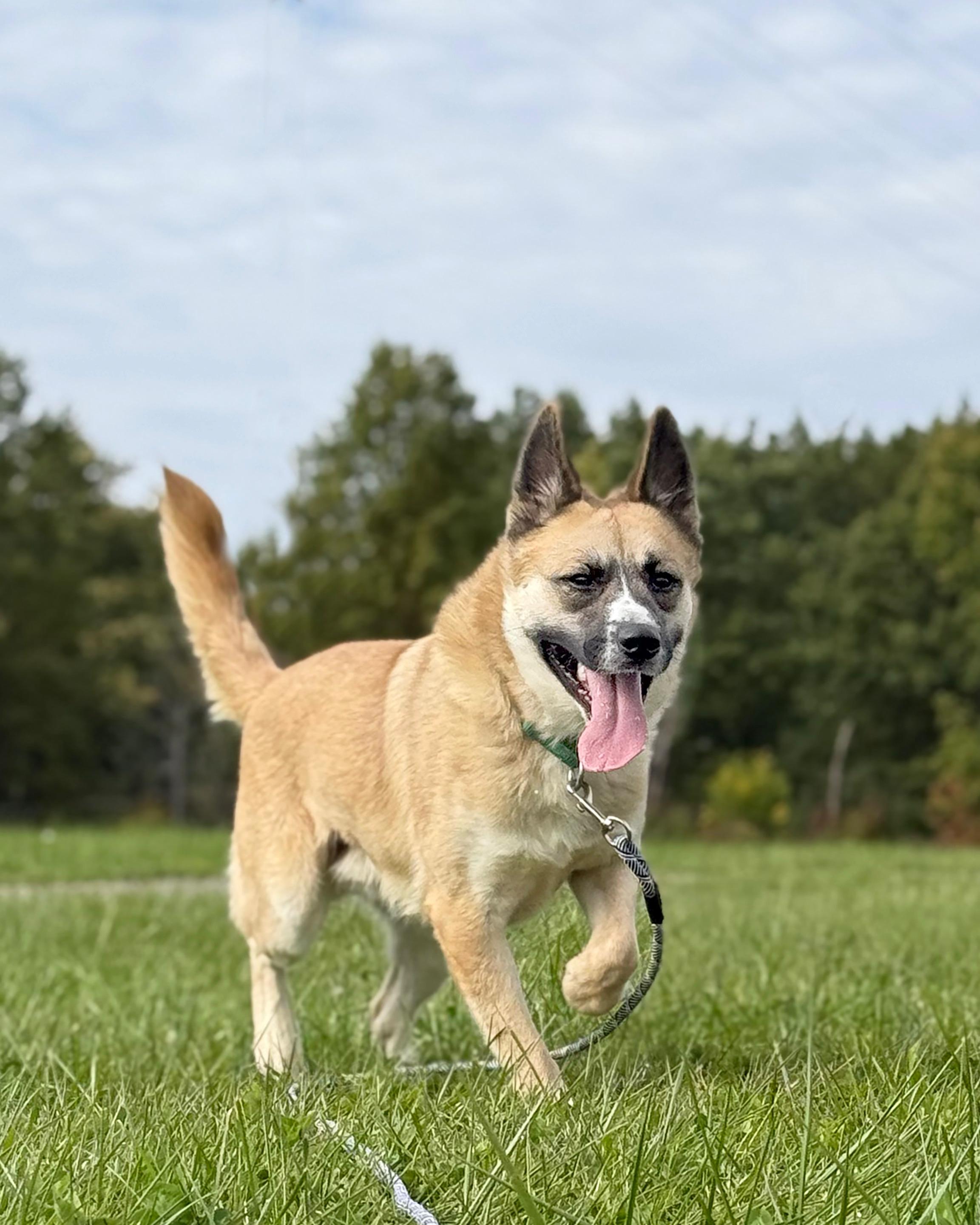 Enlarge Renegade, a Adoptable mixed breed in Ashland, OH image 2/2