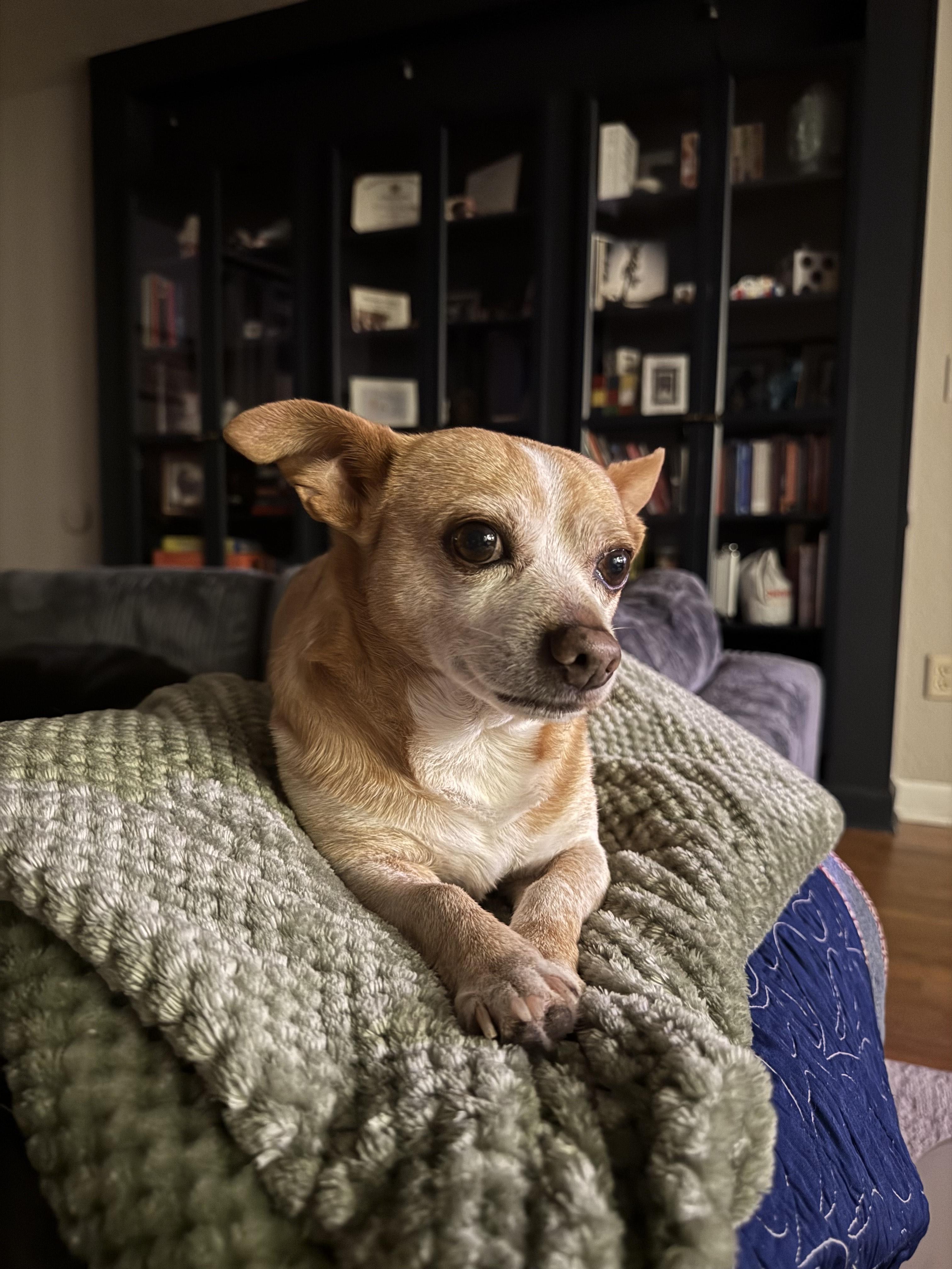 Enlarge Guy, a Adopted mixed breed in Columbia, MO image 1/6