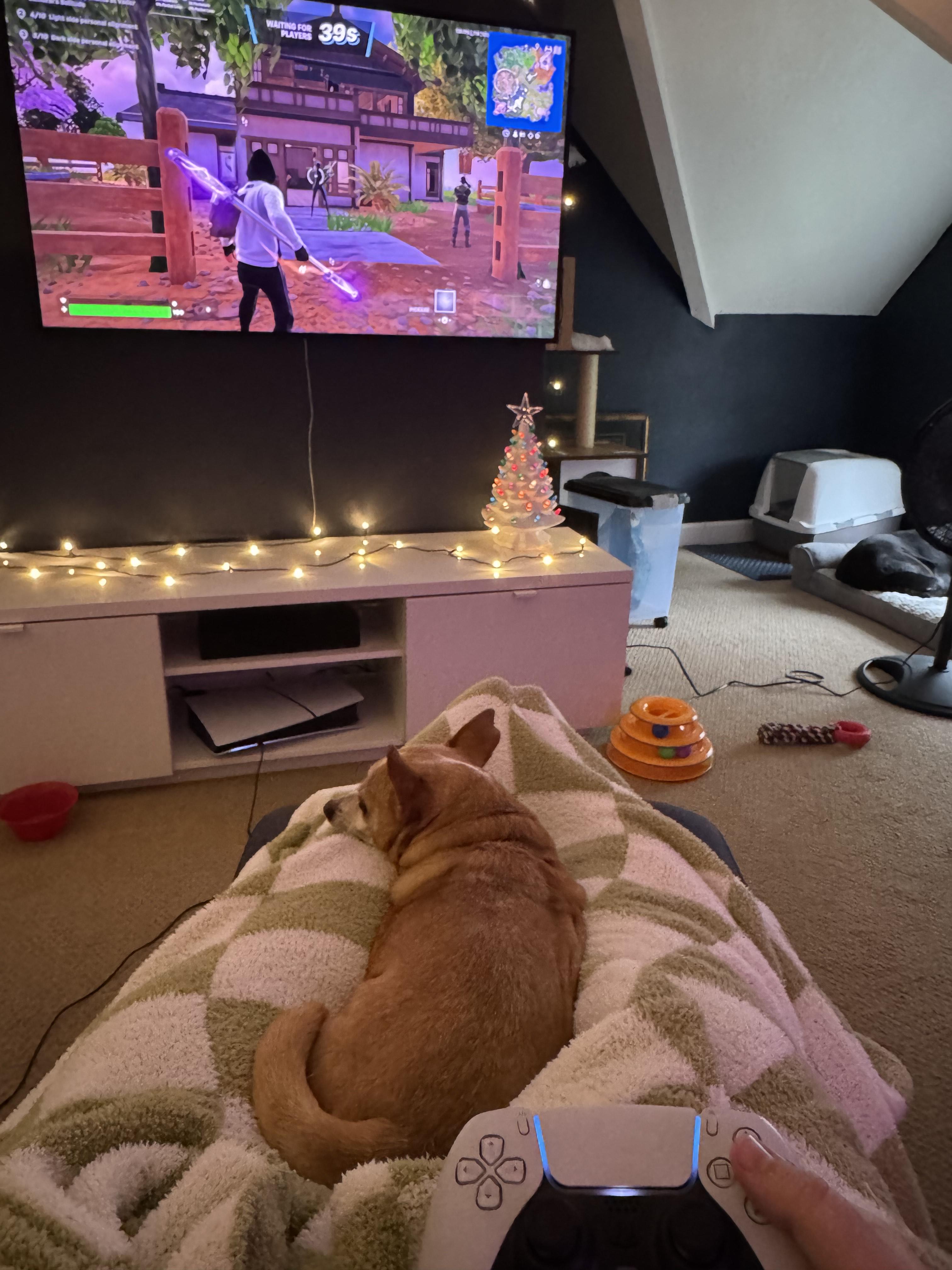 Enlarge Guy, a Adopted mixed breed in Columbia, MO image 2/6