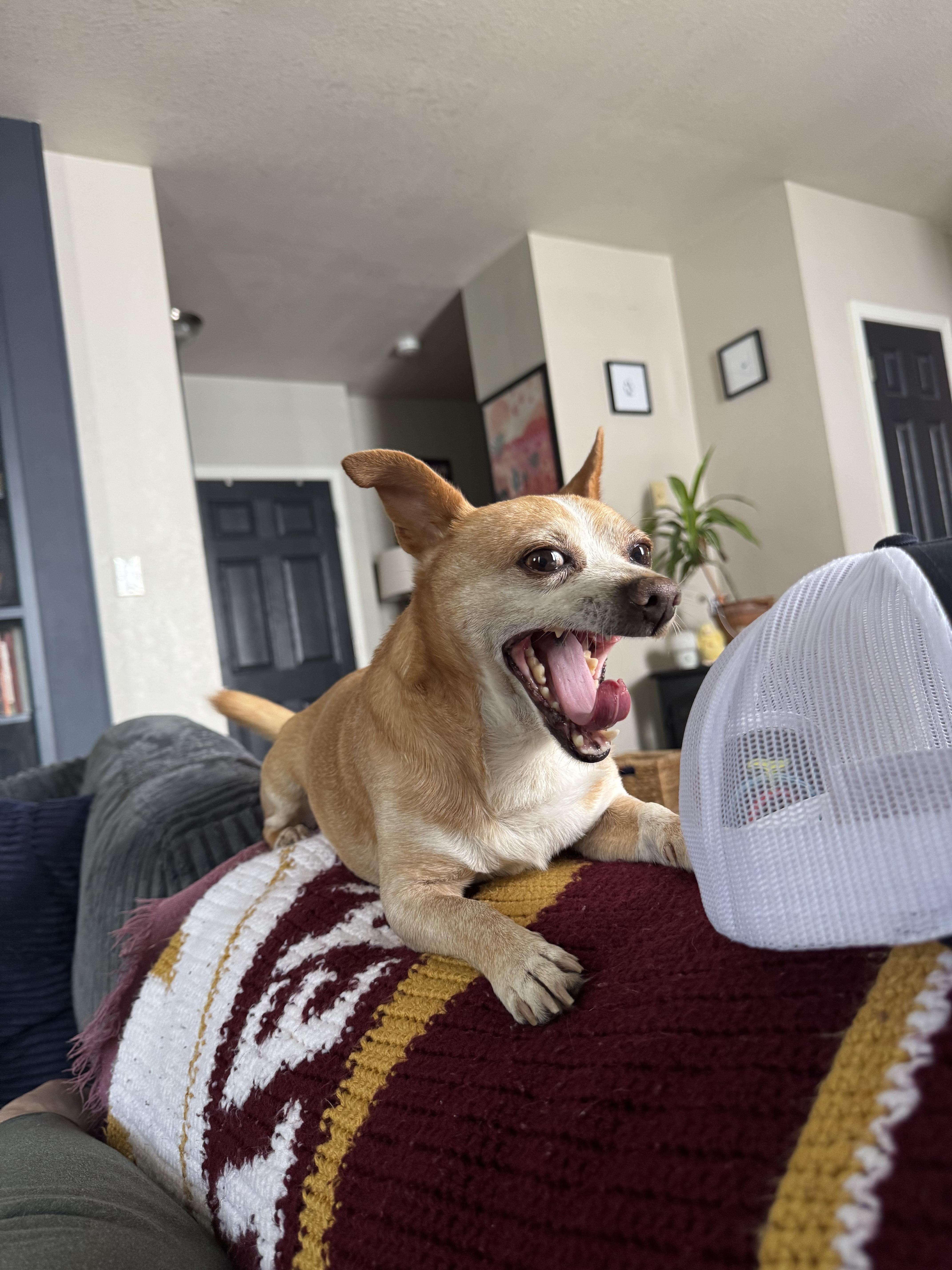 Enlarge Guy, a Adopted mixed breed in Columbia, MO image 4/6