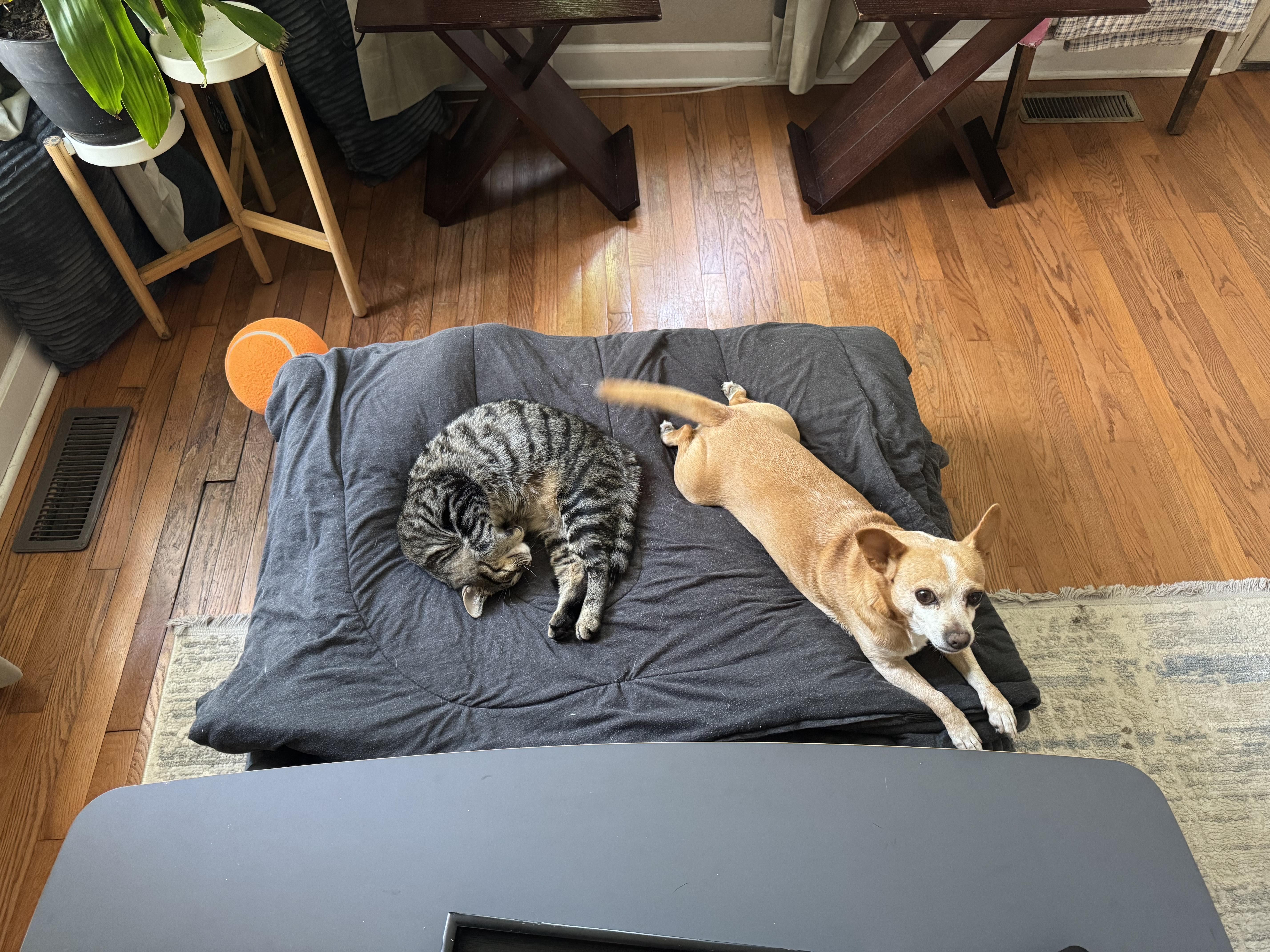 Enlarge Guy, a Adopted mixed breed in Columbia, MO image 5/6