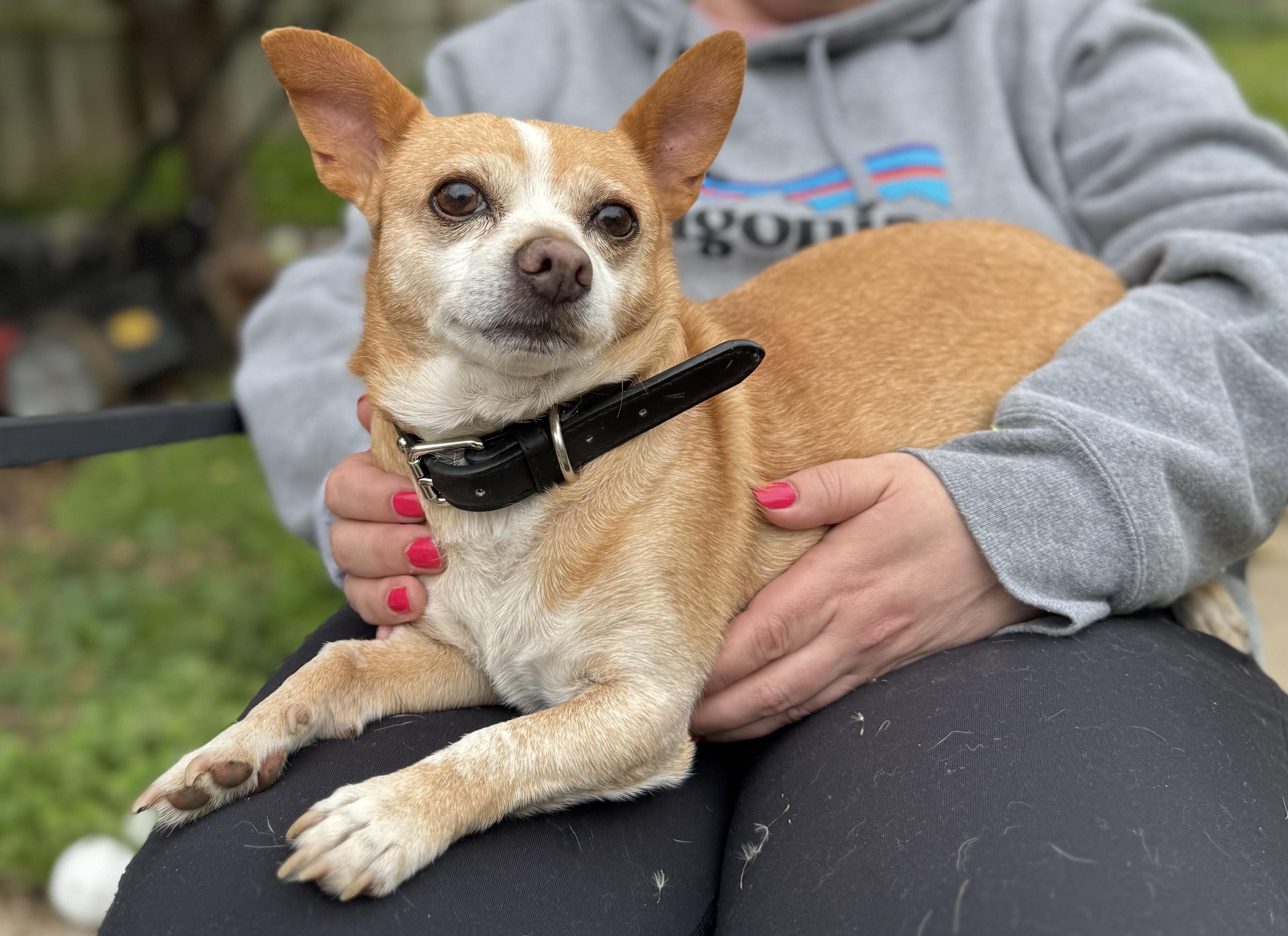 Enlarge Guy, a Adopted mixed breed in Columbia, MO image 6/6