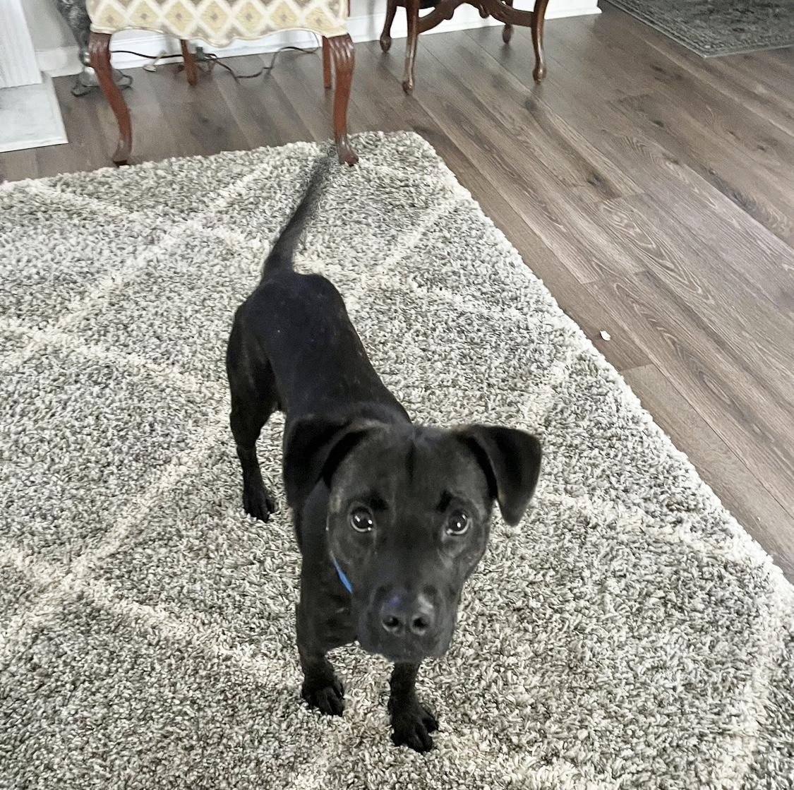 Enlarge Rip, an adopted Mixed Breed in atlanta, GA image 2/6