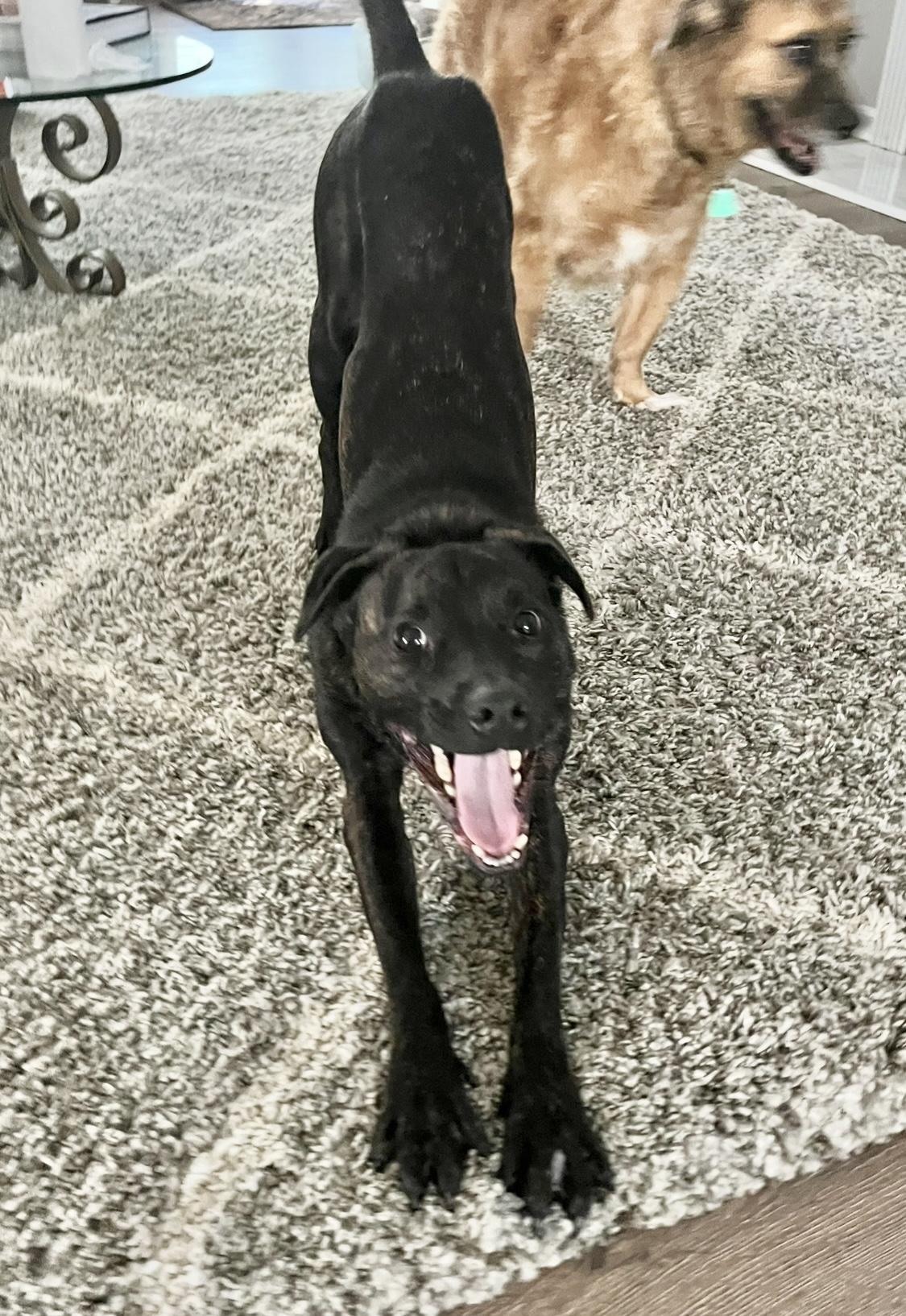 Enlarge Rip, an adopted Mixed Breed in atlanta, GA image 3/6