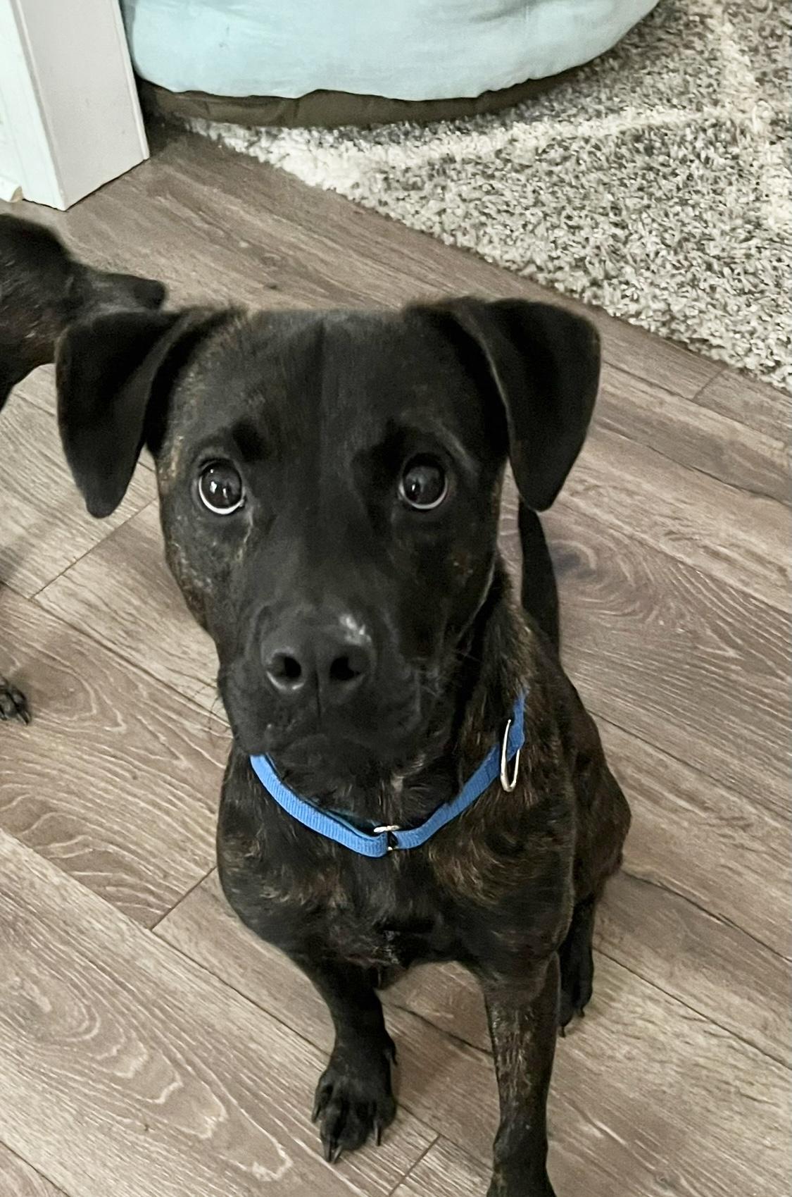 Enlarge Rip, an adopted Mixed Breed in atlanta, GA image 4/6