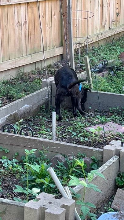 Enlarge Rip, an adopted Mixed Breed in atlanta, GA video 5/6