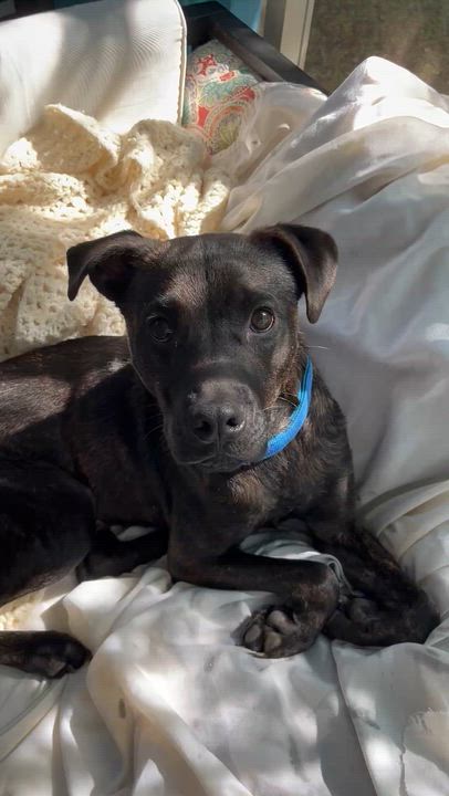 Enlarge Rip, an adopted Mixed Breed in atlanta, GA video 6/6
