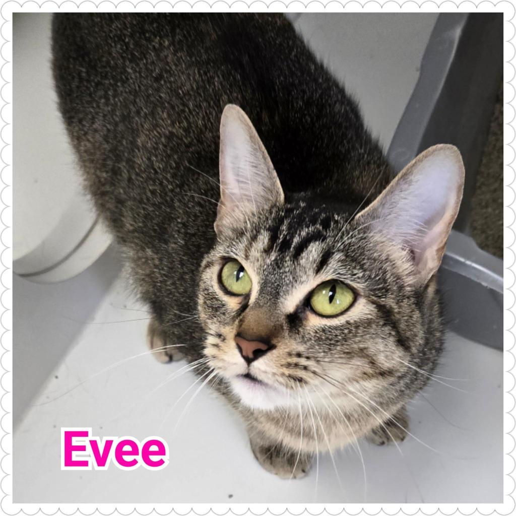 Enlarge Evee, a Adoptable mixed breed in North Saint Paul, MN image 2/6