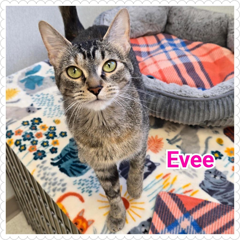 Enlarge Evee, a Adoptable mixed breed in North Saint Paul, MN image 3/6