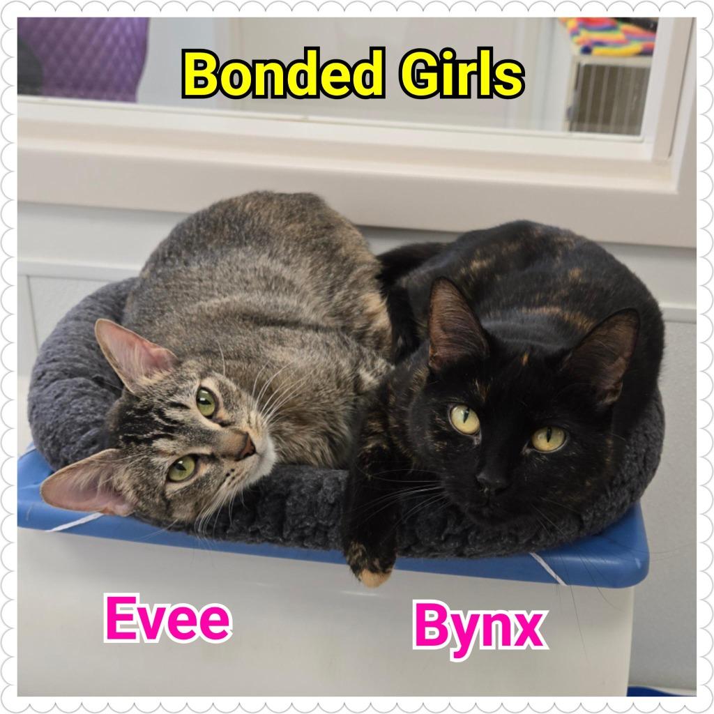 Evee, Adoptable, Young Female Domestic Short Hair.