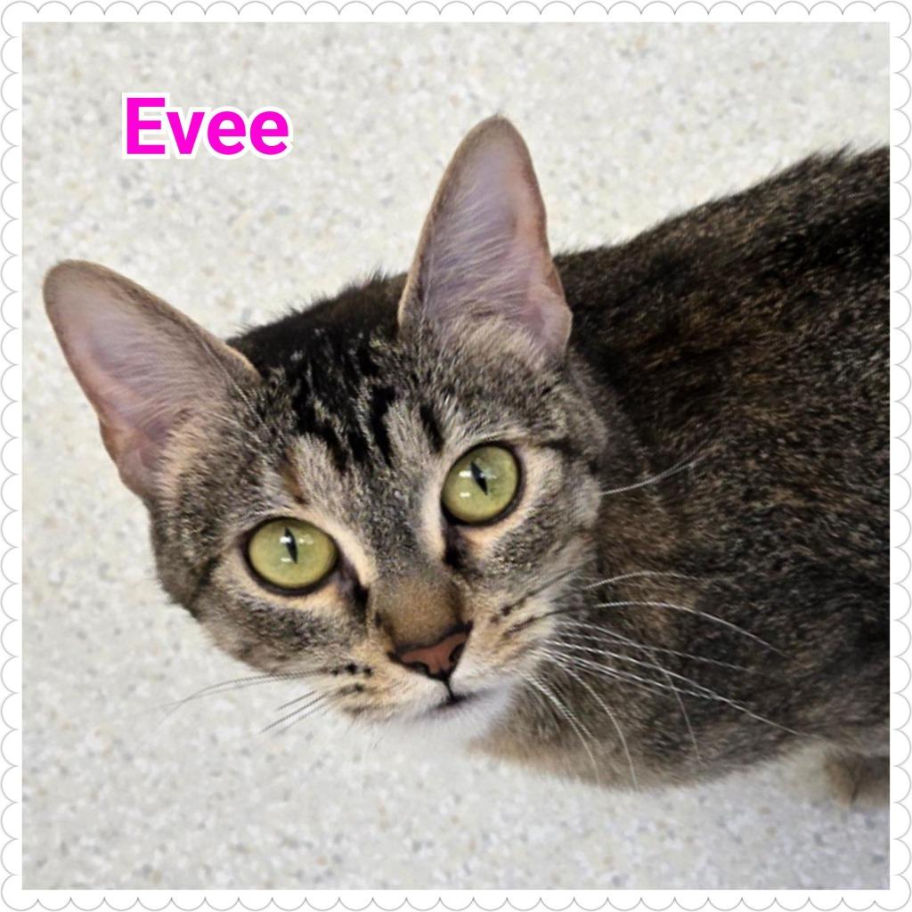 Enlarge Evee, a Adoptable mixed breed in North Saint Paul, MN image 5/6