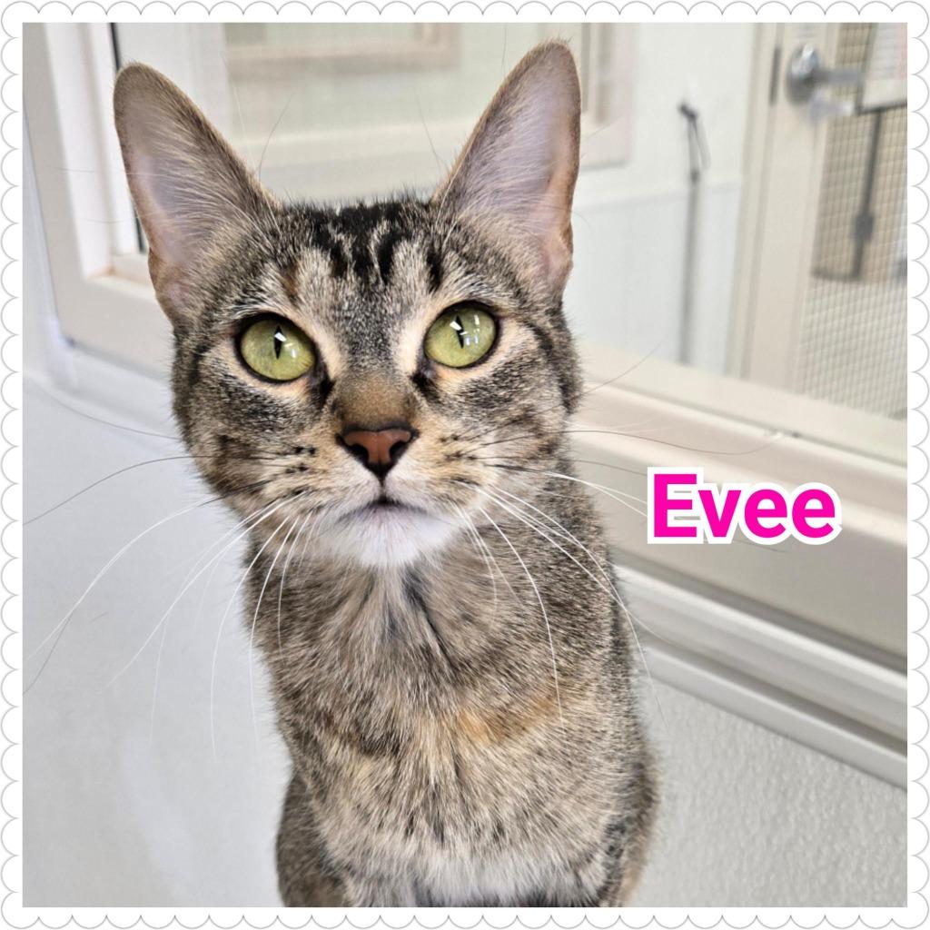 Enlarge Evee, a Adoptable mixed breed in North Saint Paul, MN image 6/6