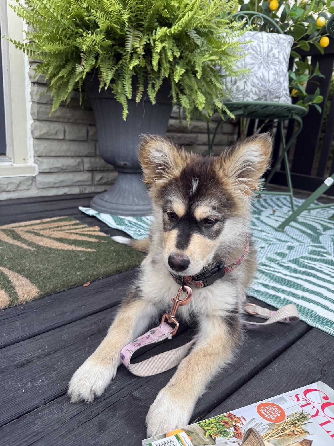Juniper, an adopted mixed breed in Port Colborne , ON image 6/6
