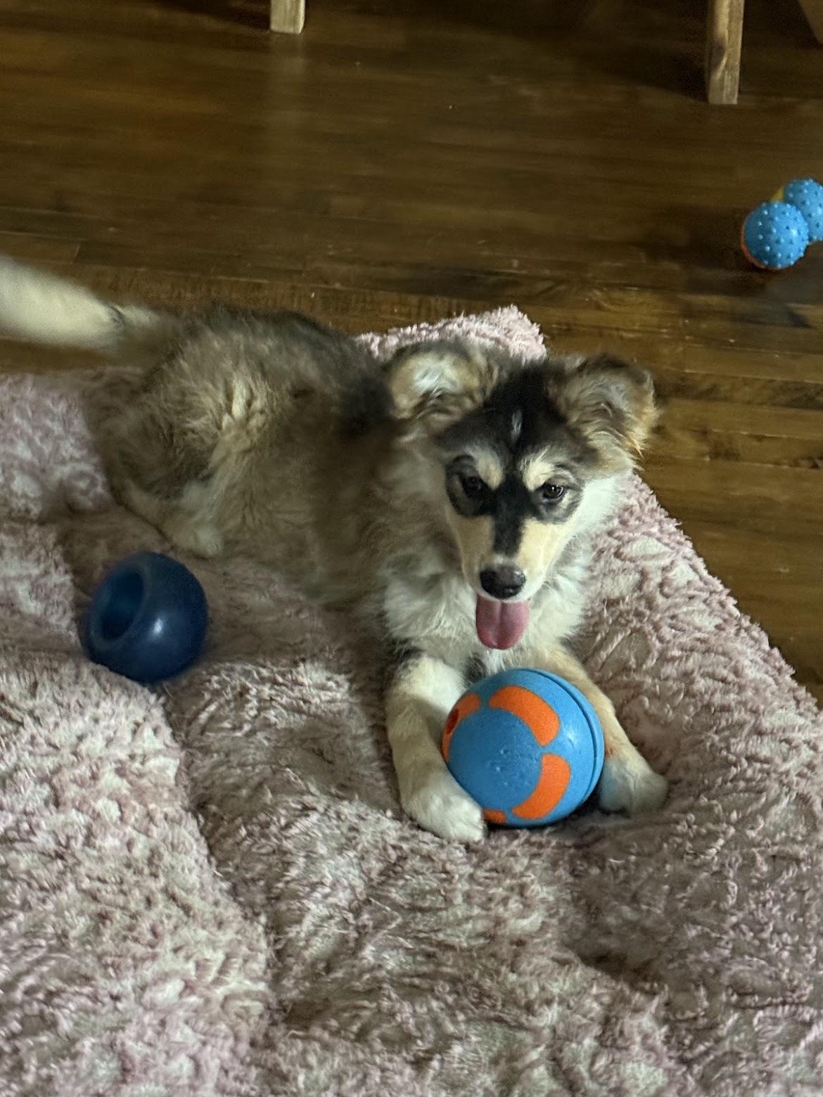 Juniper, an adopted mixed breed in Port Colborne , ON image 3/6