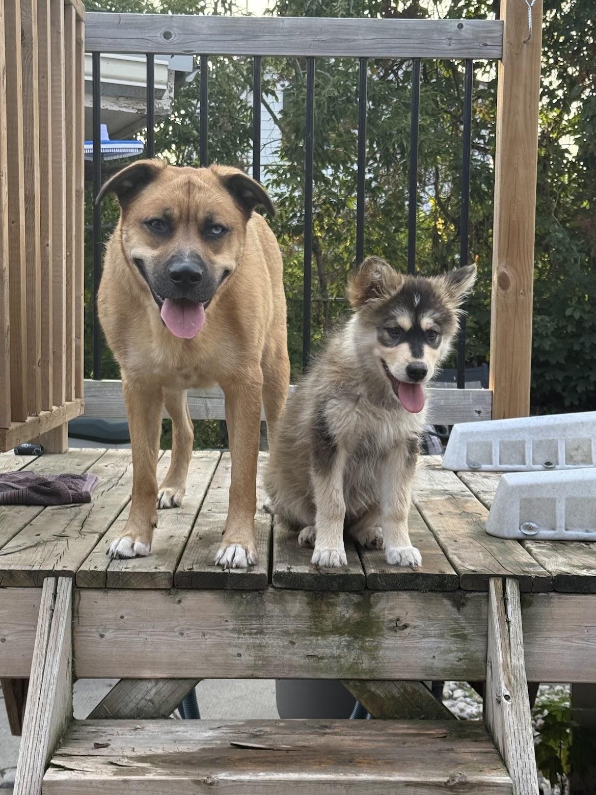 Juniper, an adopted mixed breed in Port Colborne , ON image 2/6