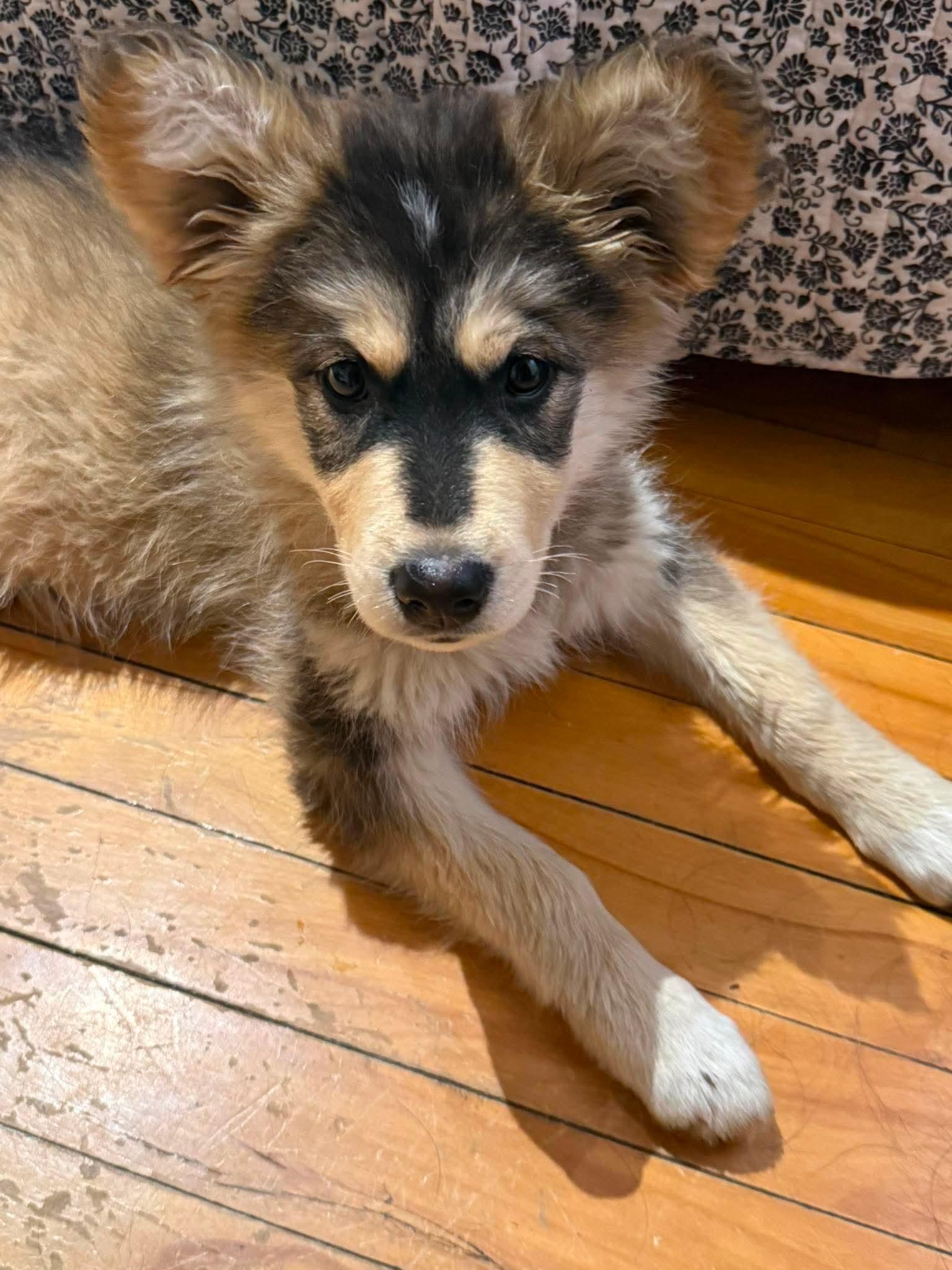 Juniper, adopted, Puppy Female Husky & Shepherd.
