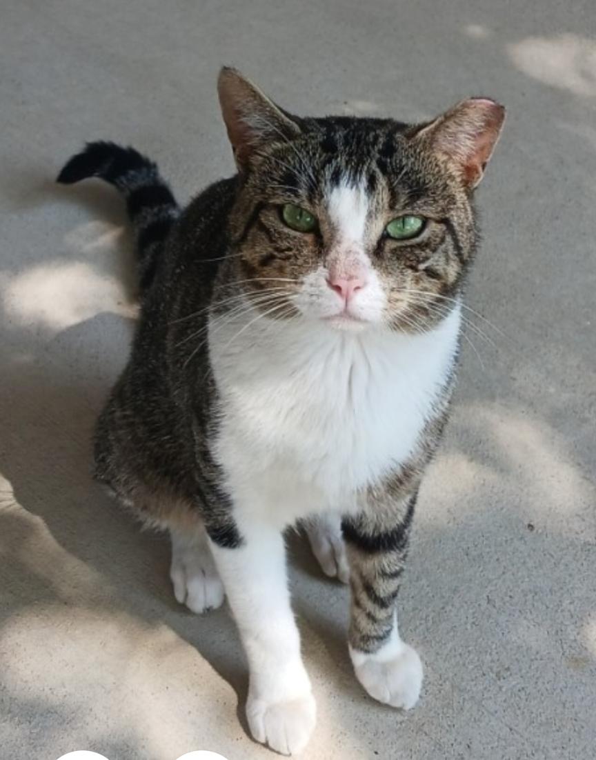 Lincoln, Adoptable, Young Male Domestic Short Hair.