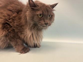 Enlarge Gigi, a Adoptable mixed breed in Golden Valley, MN image 1/2