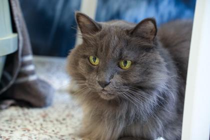 Enlarge Gigi, a Adoptable mixed breed in Golden Valley, MN image 2/2