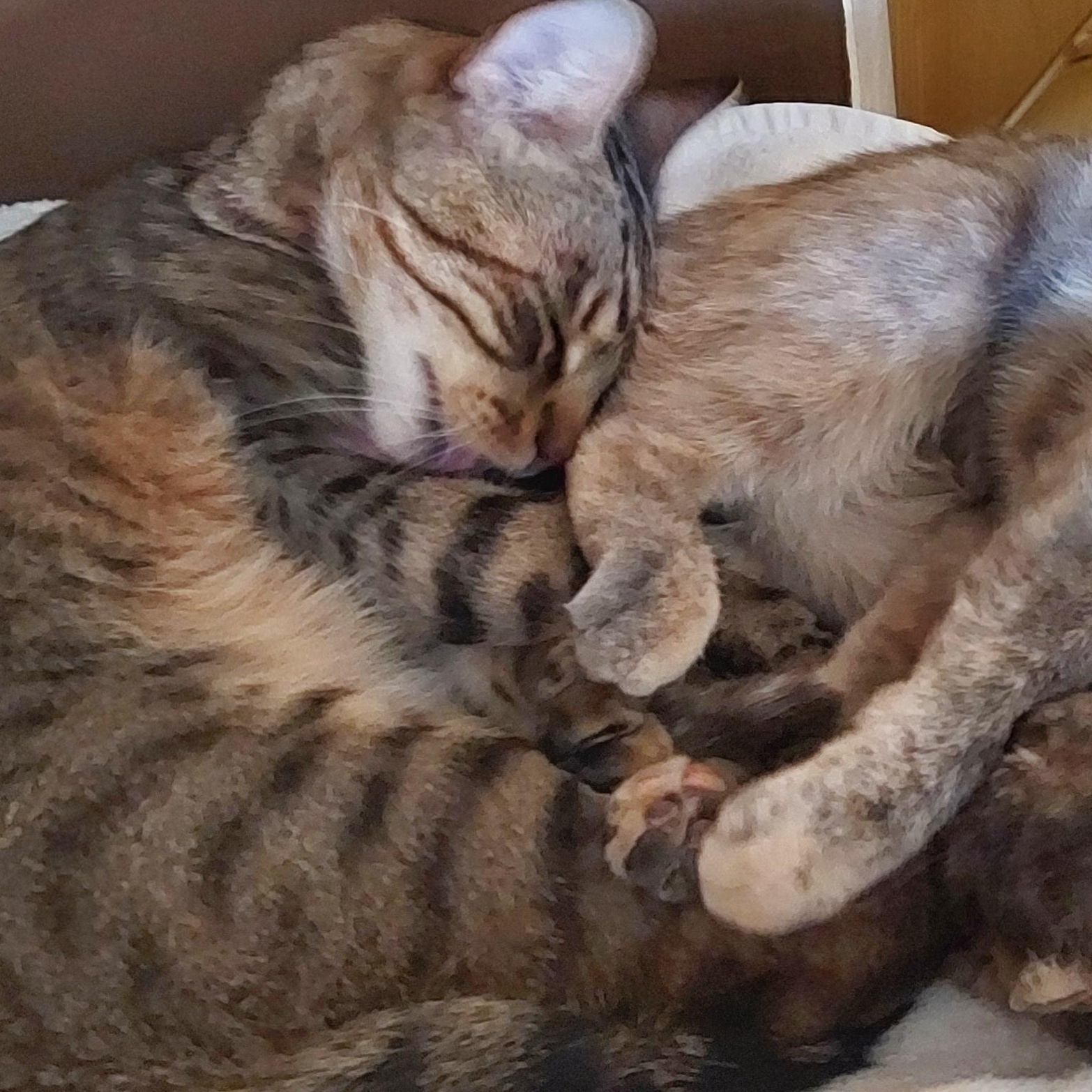 Enlarge TINKY TANK (IN CALIFORNIA BONDED WITH FACUNDO), a Adopted mixed breed in New York, NY image 4/5