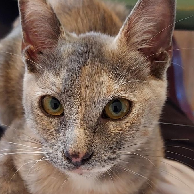 TINKY TANK (IN CALIFORNIA BONDED WITH FACUNDO), Adopted, Young Female Tortoiseshell.