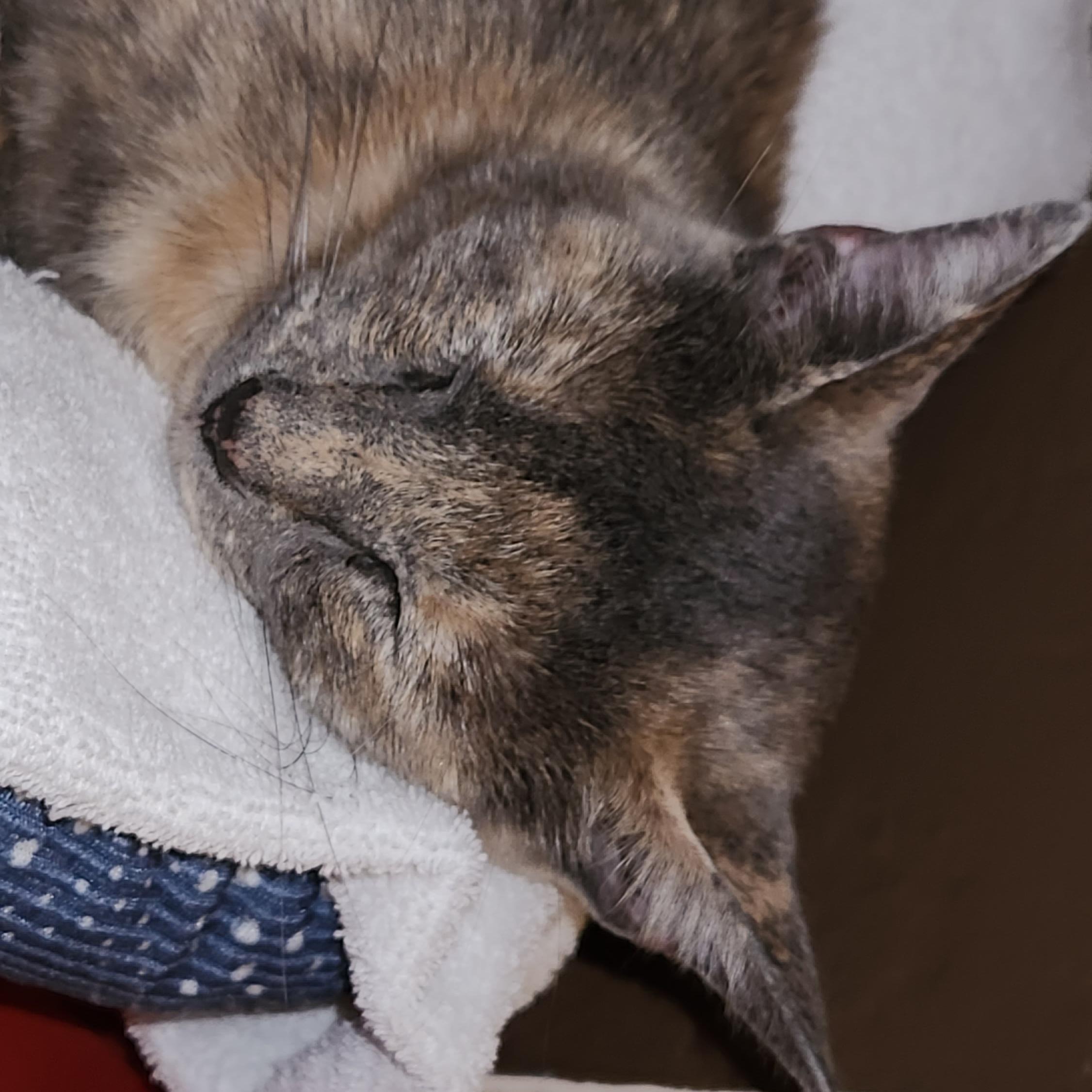 Enlarge TINKY TANK (IN CALIFORNIA BONDED WITH FACUNDO), a Adopted mixed breed in New York, NY image 3/5