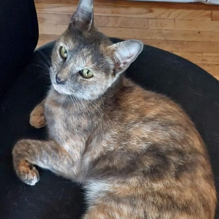 Enlarge TINKY TANK (IN CALIFORNIA BONDED WITH FACUNDO), a Adopted mixed breed in New York, NY image 2/5