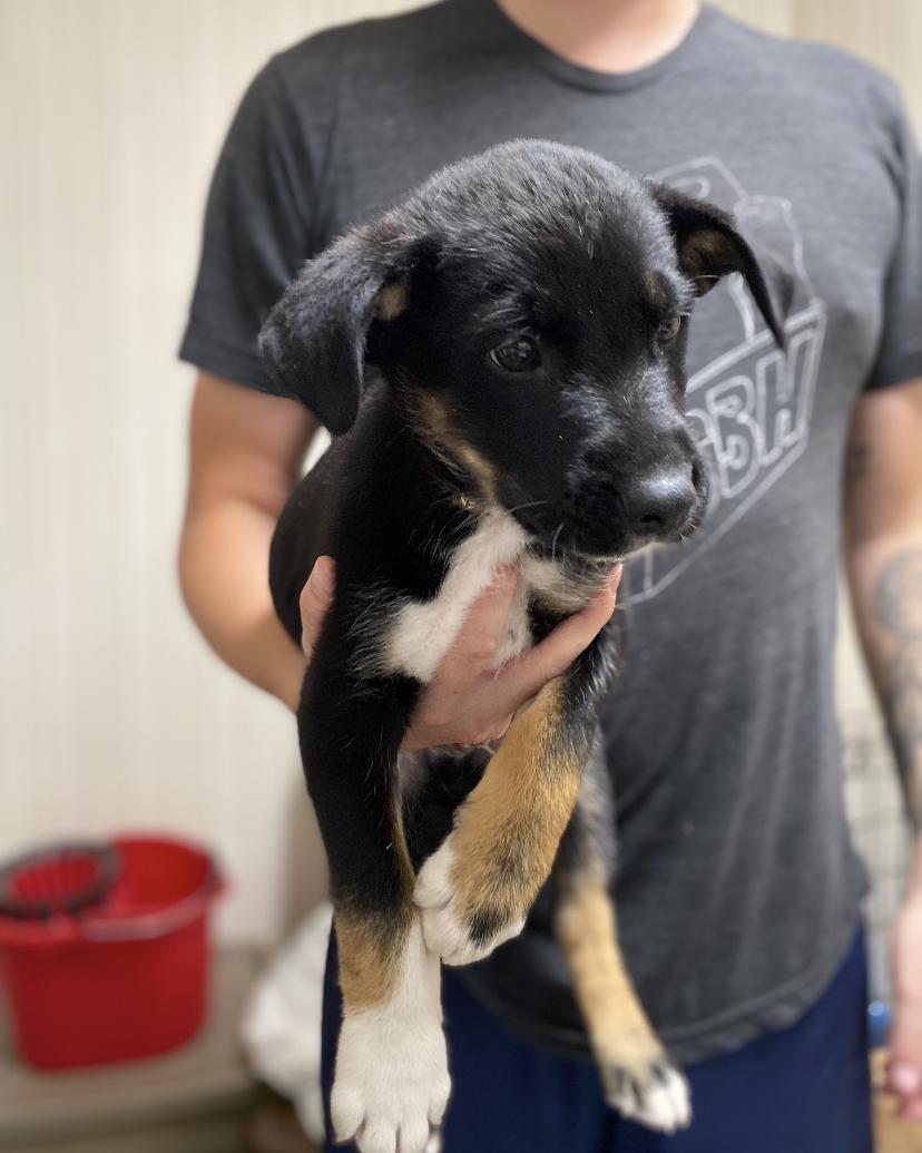 Ozzie, an adoptable Mixed Breed in Saskatoon, SK, S7H 0W2 | Photo Image 1