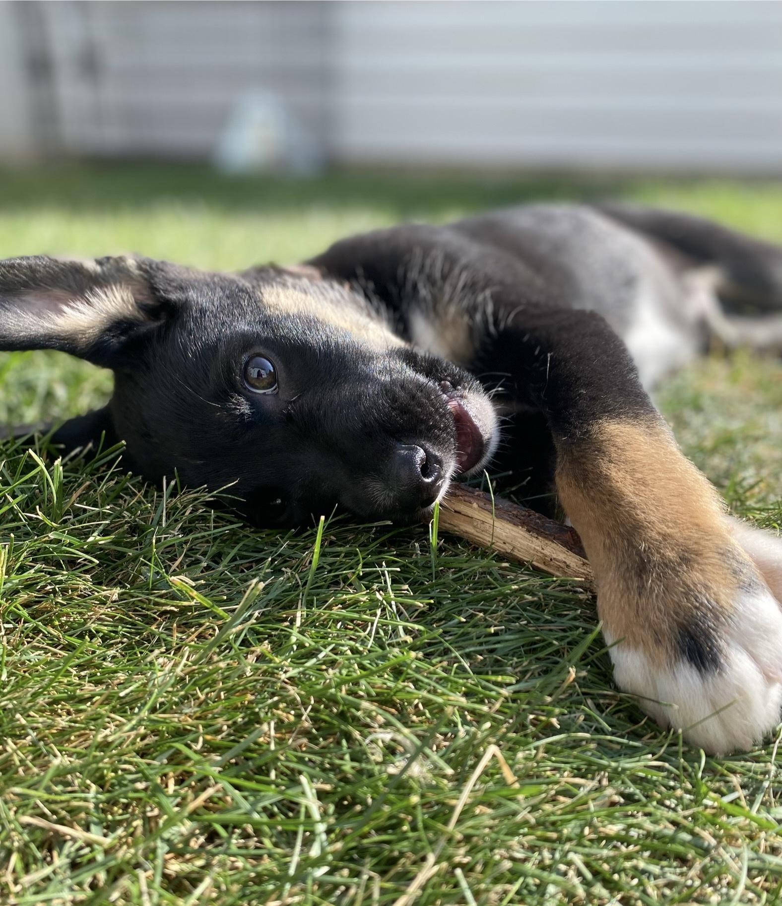 Ozzie, an adoptable Mixed Breed in Saskatoon, SK, S7H 0W2 | Photo Image 2