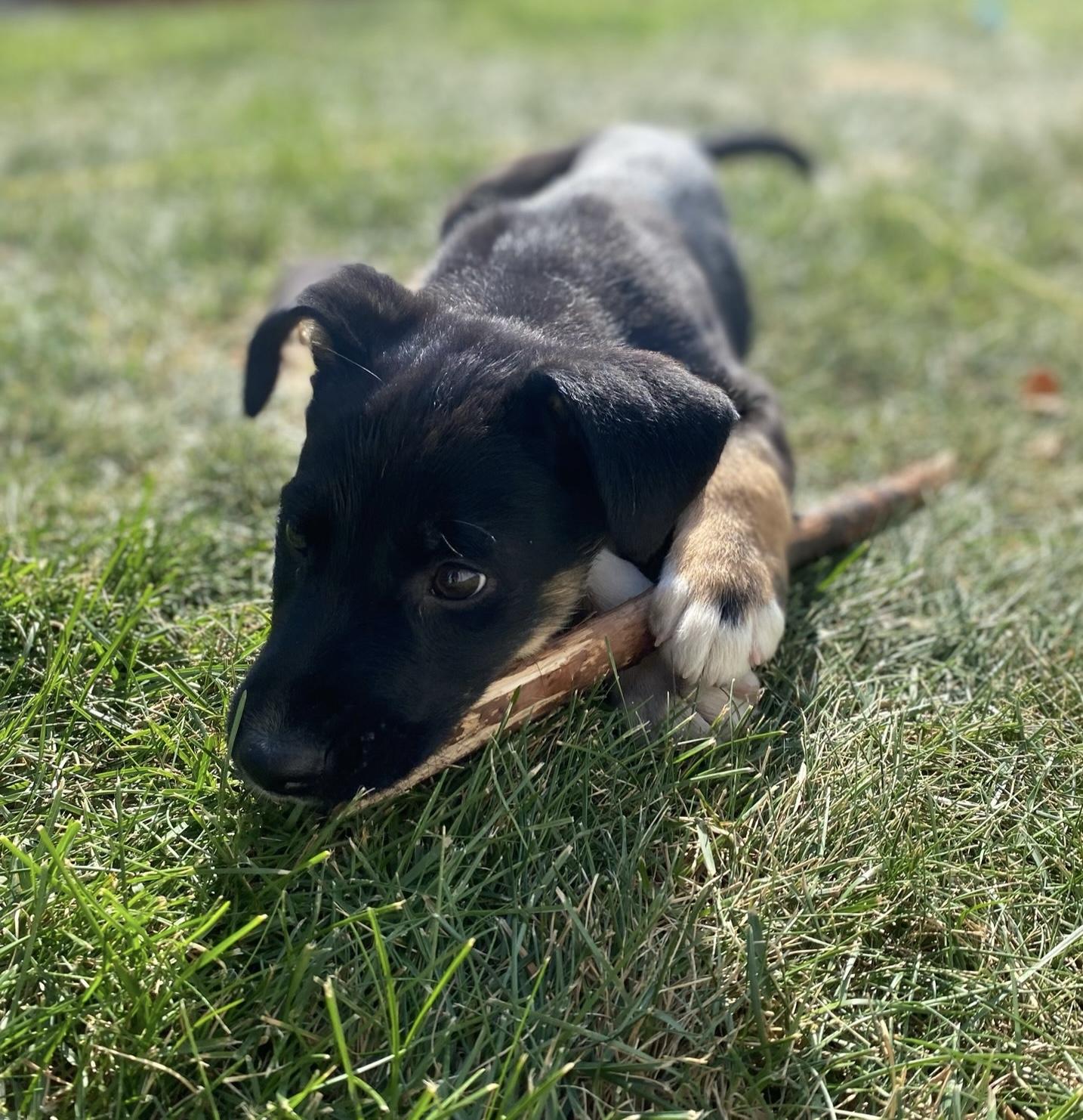 Ozzie, an adoptable Mixed Breed in Saskatoon, SK, S7H 0W2 | Photo Image 3